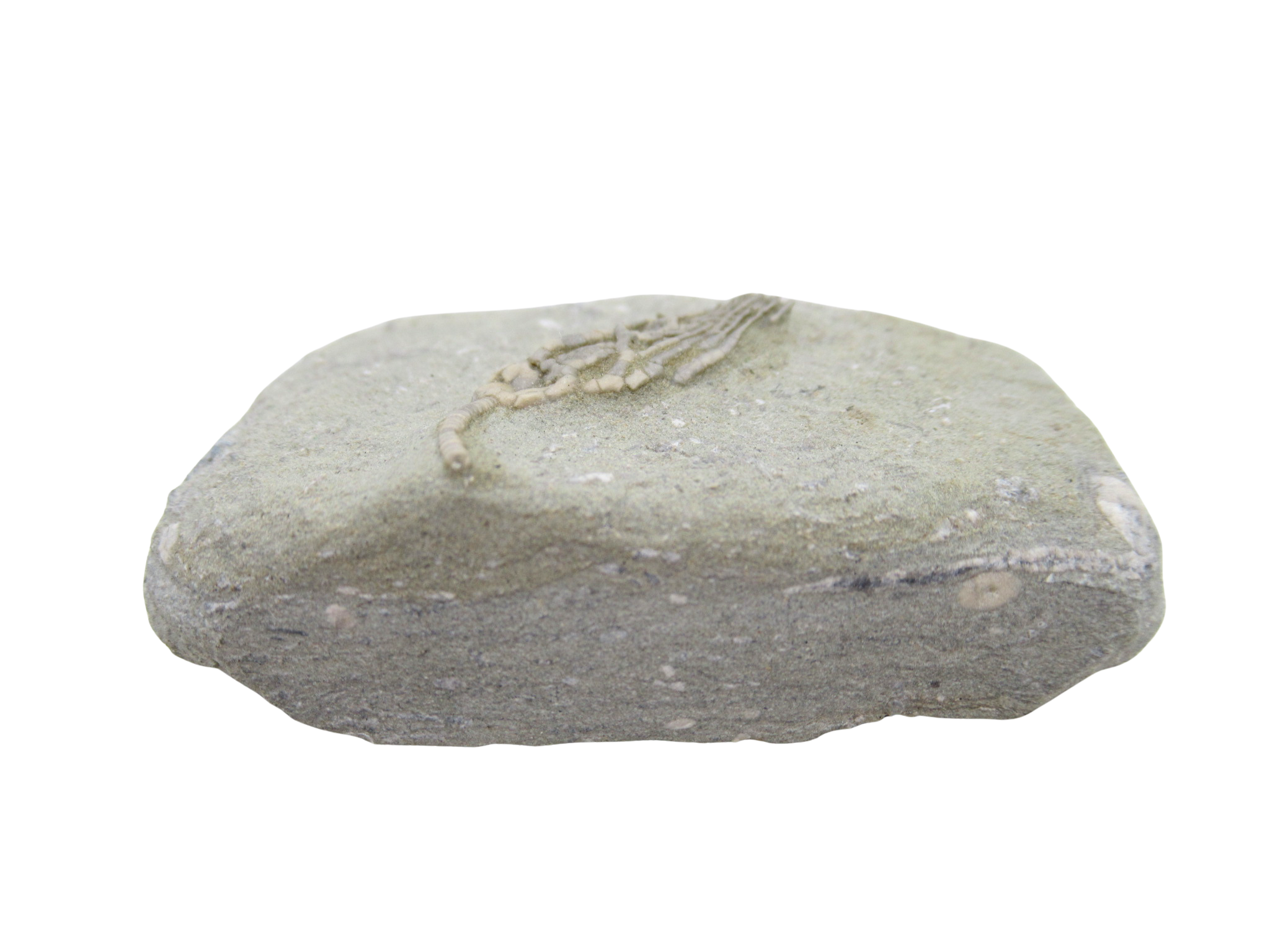 Crawfordsville Crinoid Fossil for Sale from Indiana 199b | Fossils for Sale