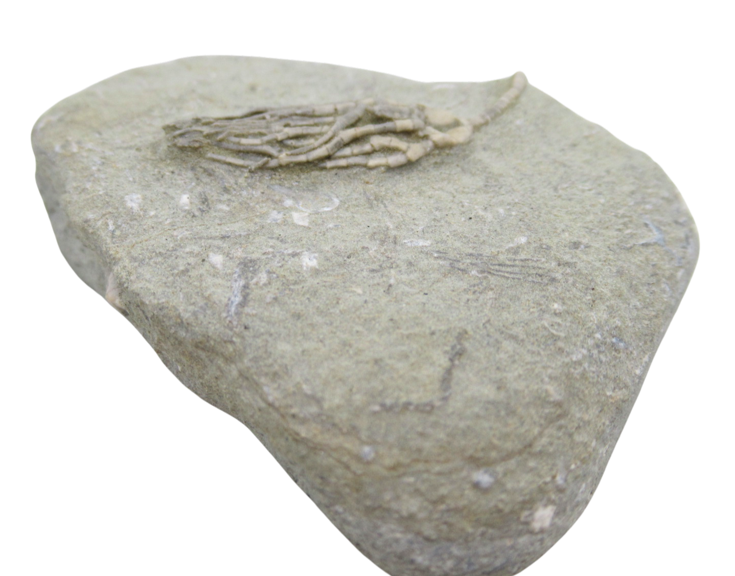 Crawfordsville Crinoid Fossil for Sale from Indiana 199c | Fossils for Sale