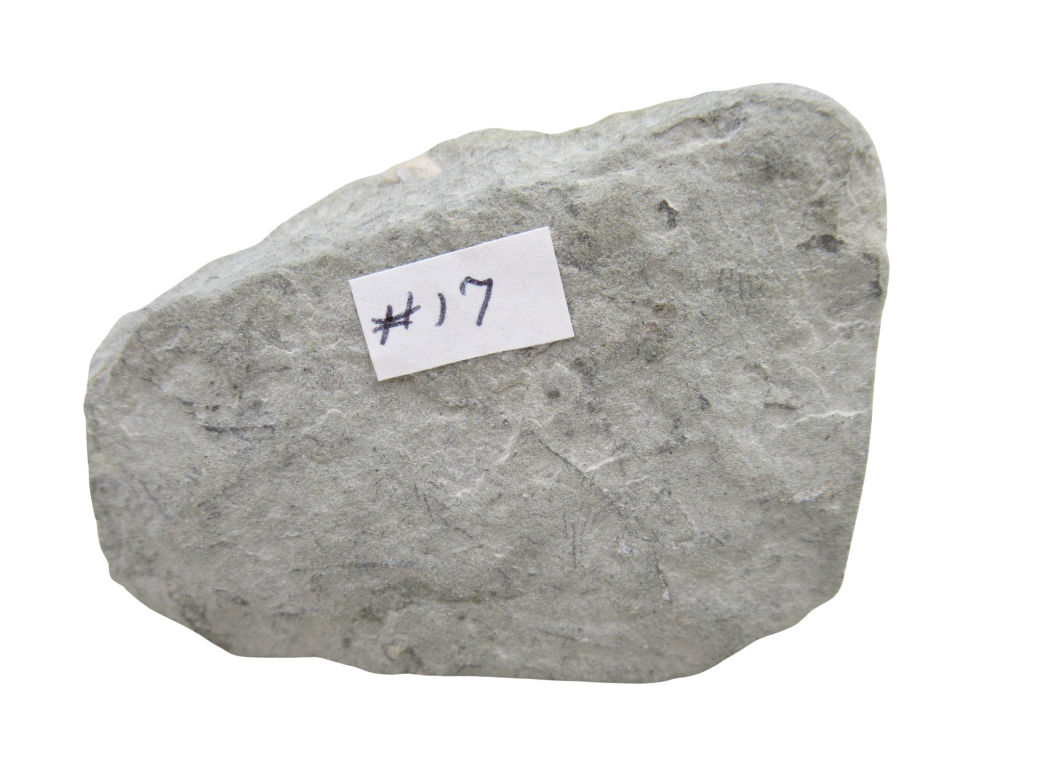 Crawfordsville Crinoid Fossil for Sale from Indiana 199d | Fossils for Sale