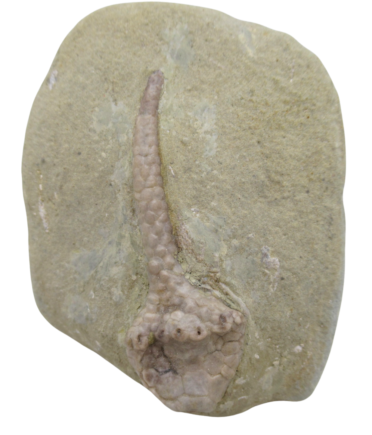 Crawfordsville Crinoid Fossil for Sale from Indiana 200 | Fossils for Sale
