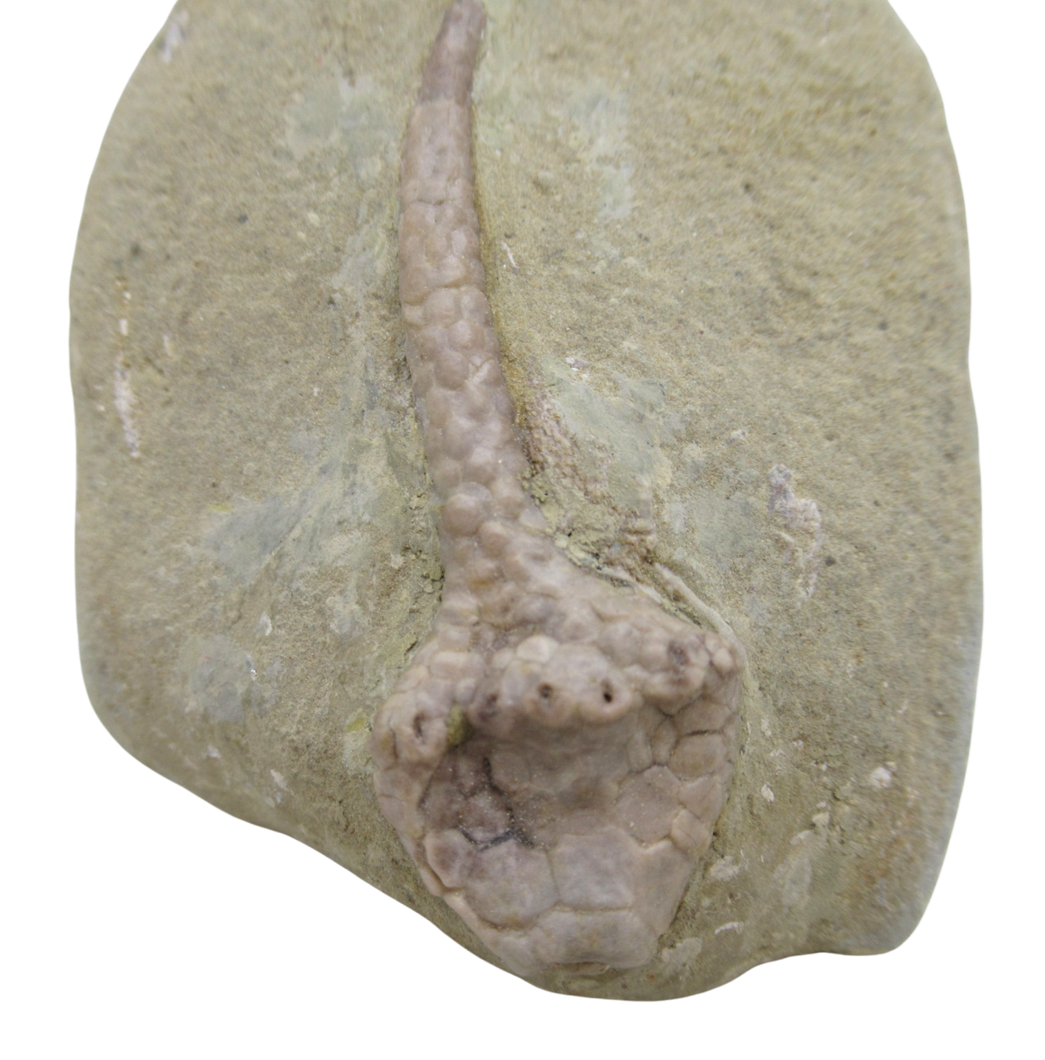 Crawfordsville Crinoid Fossil for Sale from Indiana 200a | Fossils for Sale