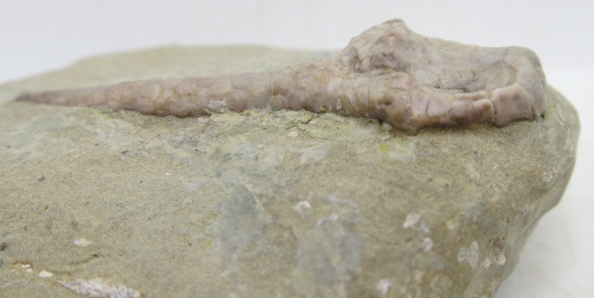 Crawfordsville Crinoid Fossil for Sale from Indiana 200b | Fossils for Sale