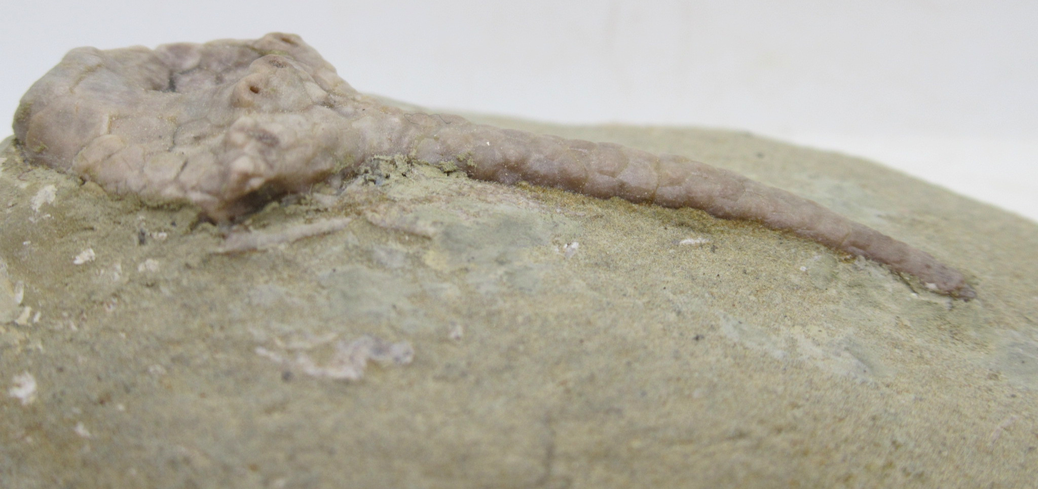 Crawfordsville Crinoid Fossil for Sale from Indiana 200c | Fossils for Sale