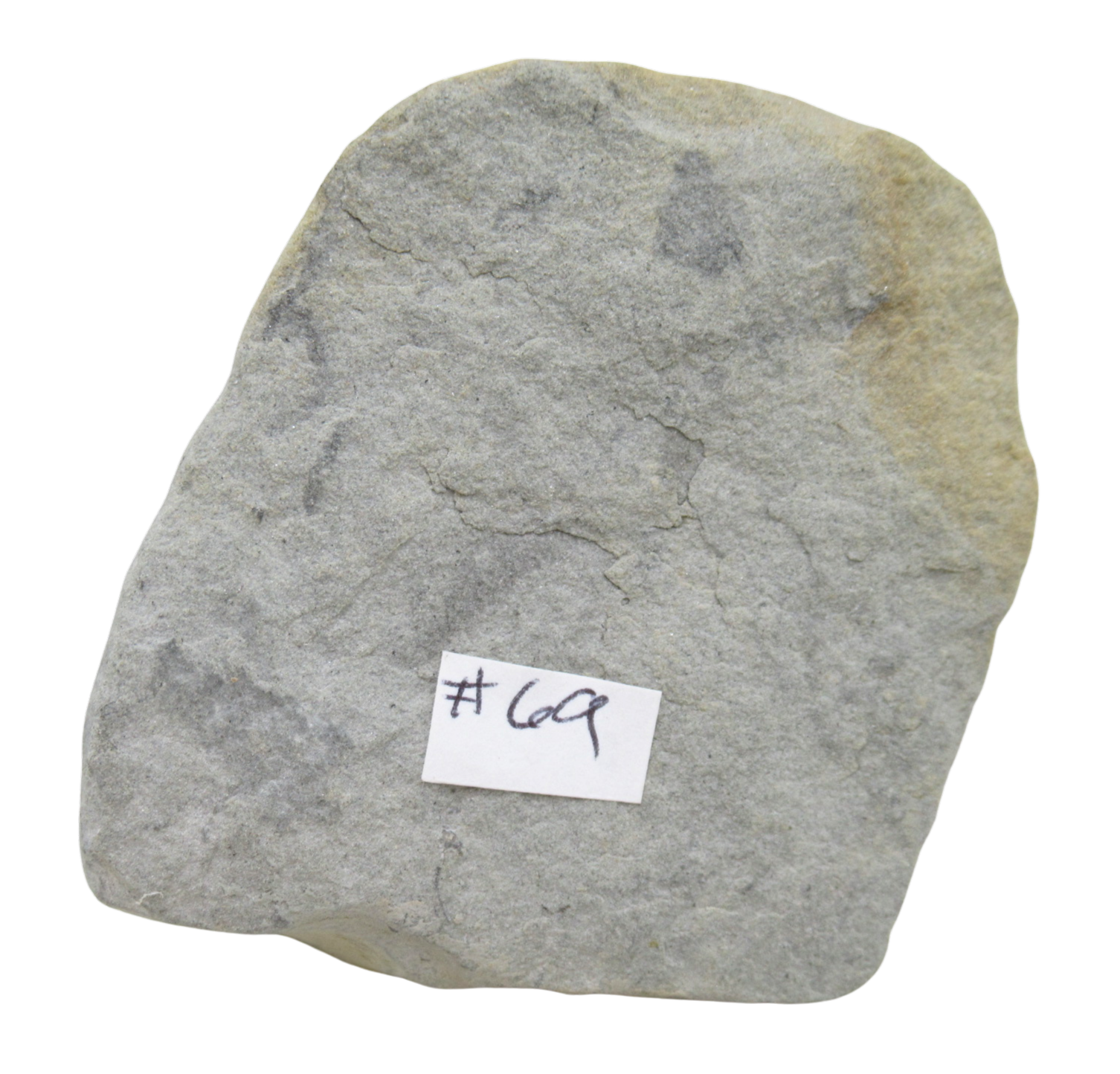 Crawfordsville Crinoid Fossil for Sale from Indiana 200d | Fossils for Sale