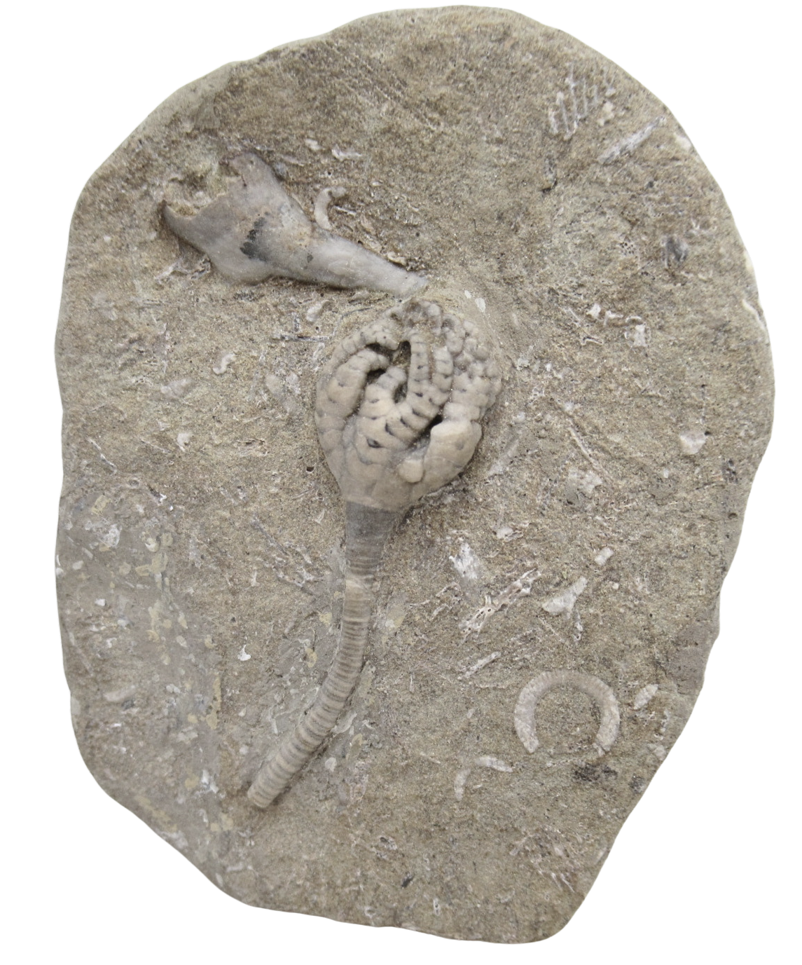 Crawfordsville Crinoid Fossil for Sale from Indiana 203 | Fossils for Sale
