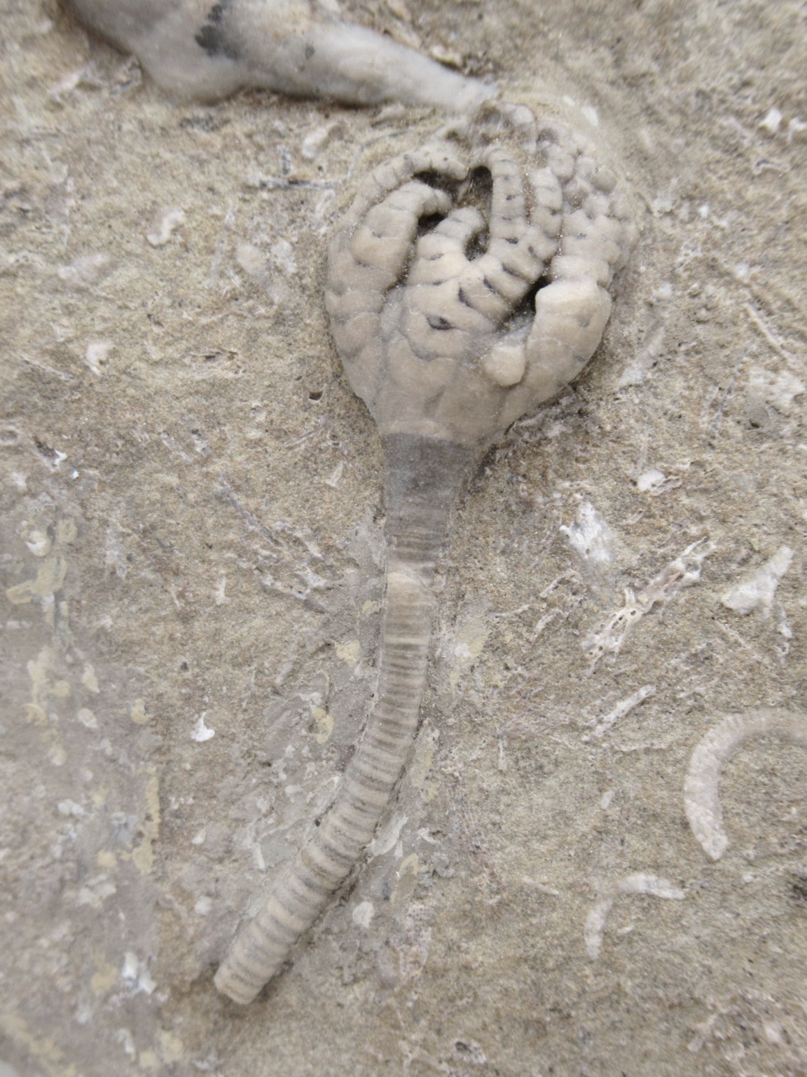 Crawfordsville Crinoid Fossil for Sale from Indiana 203a | Fossils for Sale