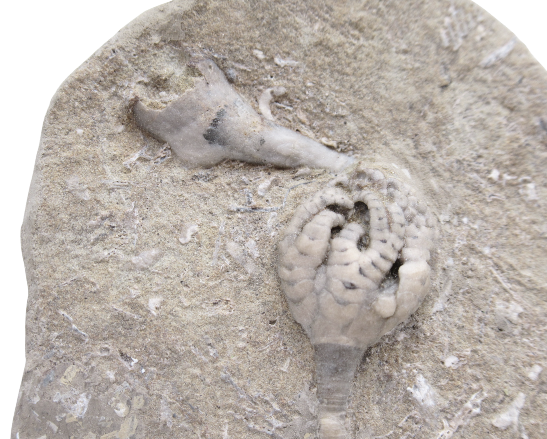 Crawfordsville Crinoid Fossil for Sale from Indiana 203b | Fossils for Sale