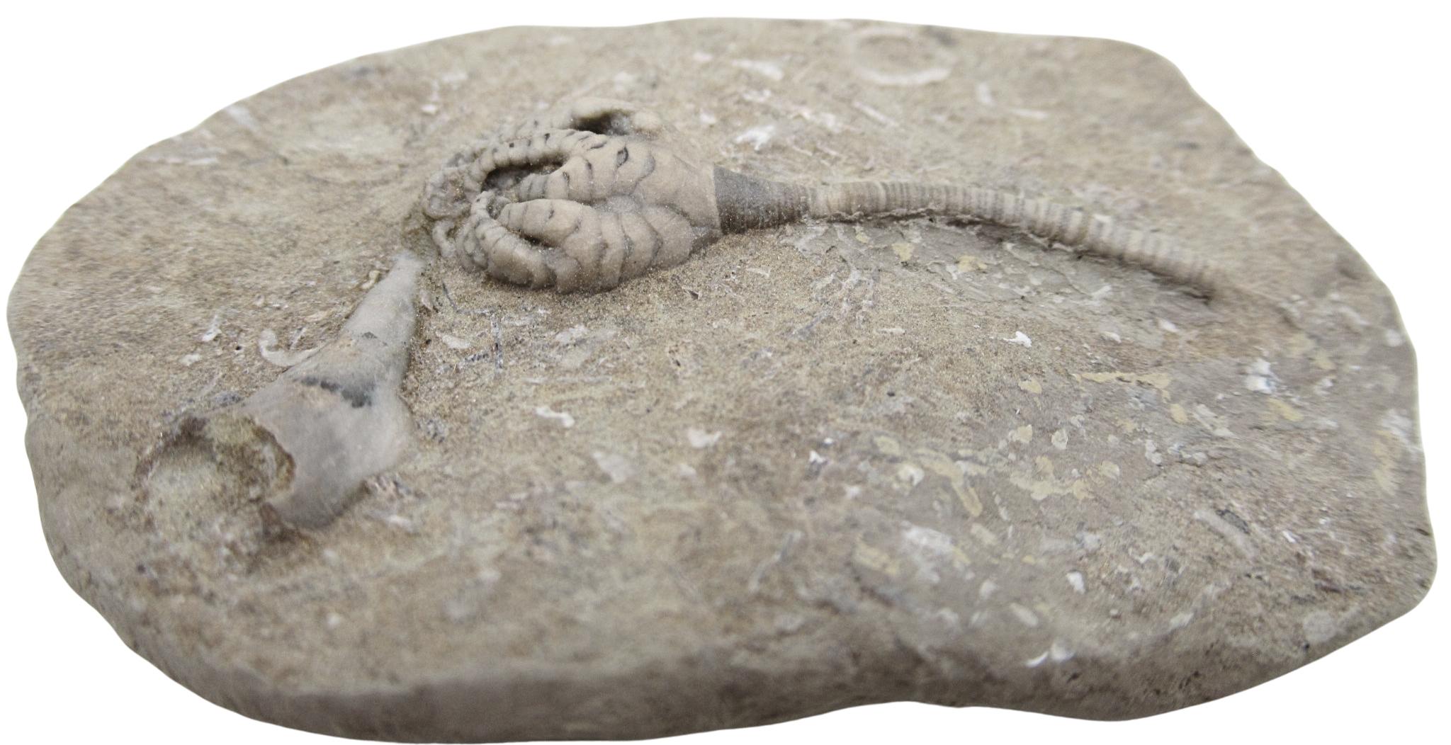 Crawfordsville Crinoid Fossil for Sale from Indiana 203c | Fossils for Sale