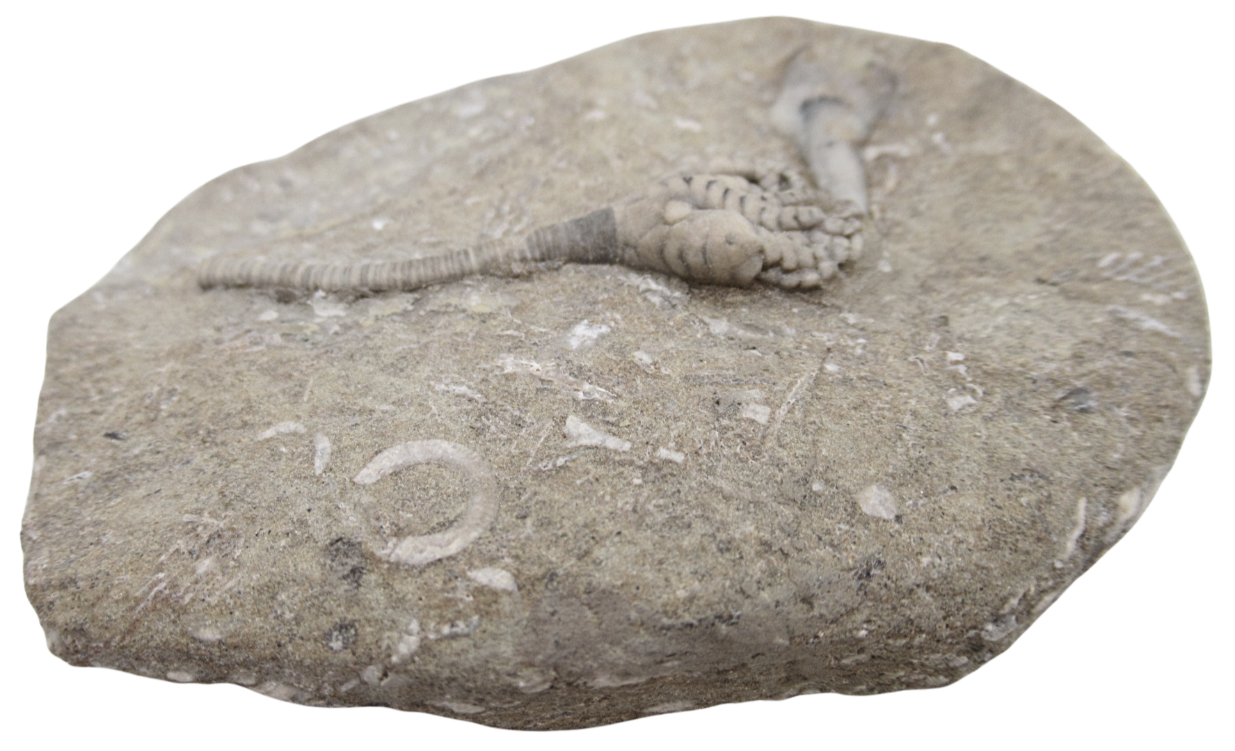 Crawfordsville Crinoid Fossil for Sale from Indiana 203d | Fossils for Sale