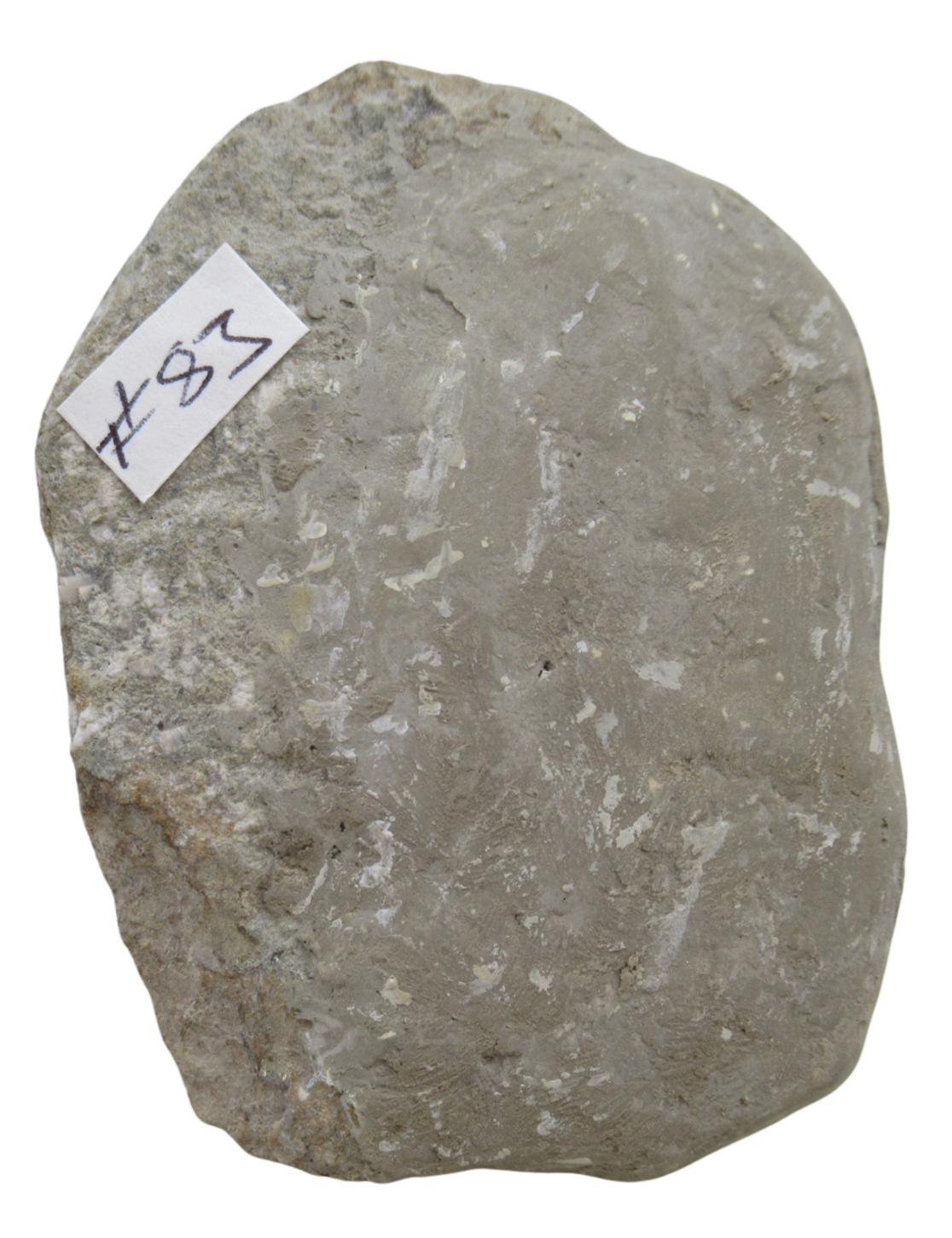 Crawfordsville Crinoid Fossil for Sale from Indiana 203e | Fossils for Sale