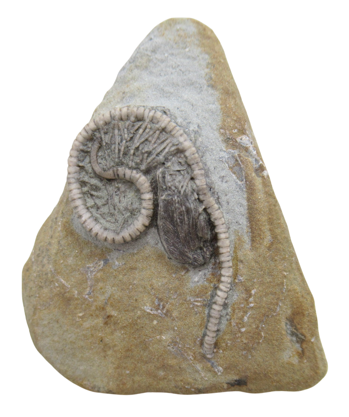 Crawfordsville Crinoid Fossil for Sale from Indiana 204 | Fossils for Sale