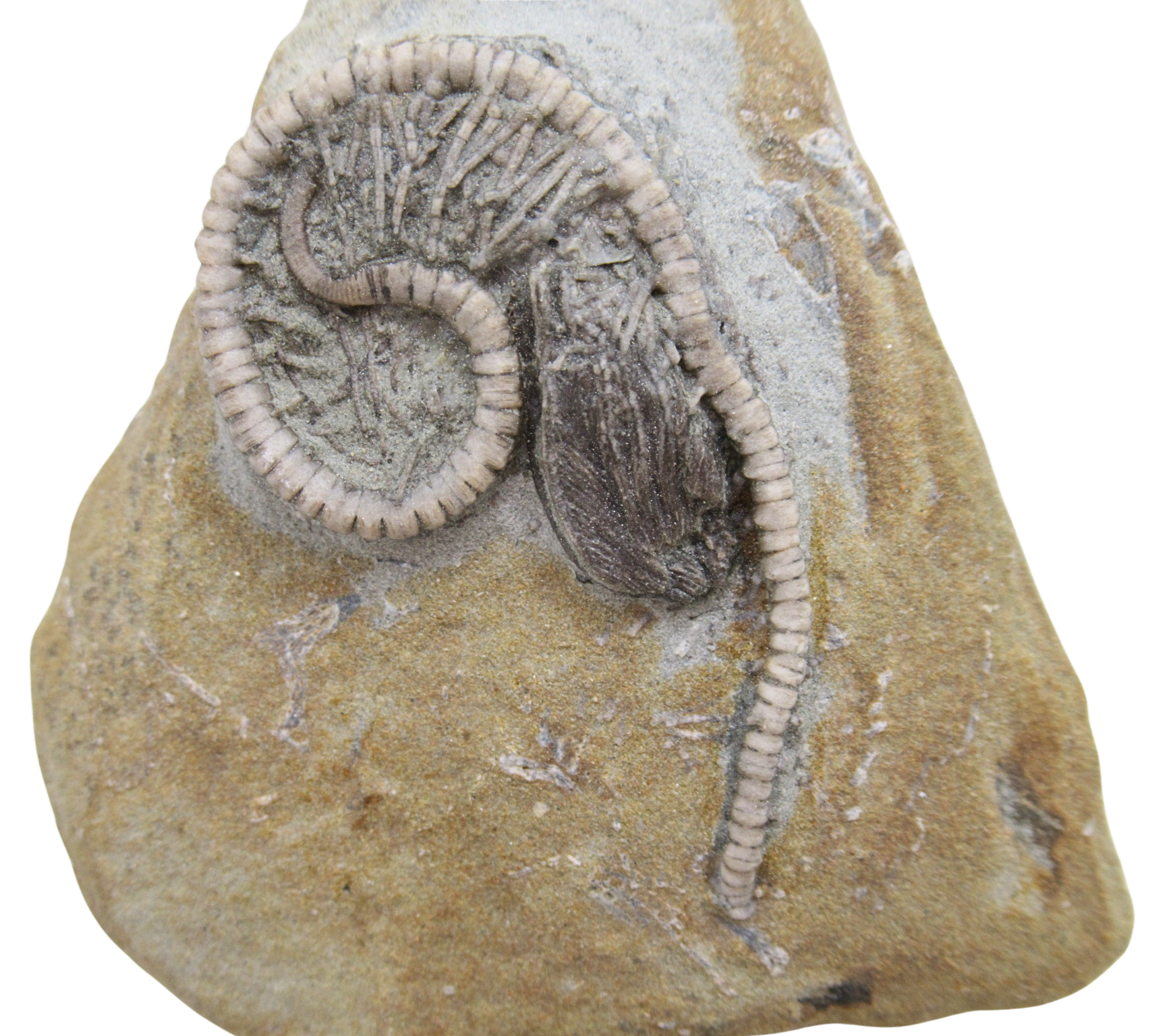 Crawfordsville Crinoid Fossil for Sale from Indiana 204a | Fossils for Sale