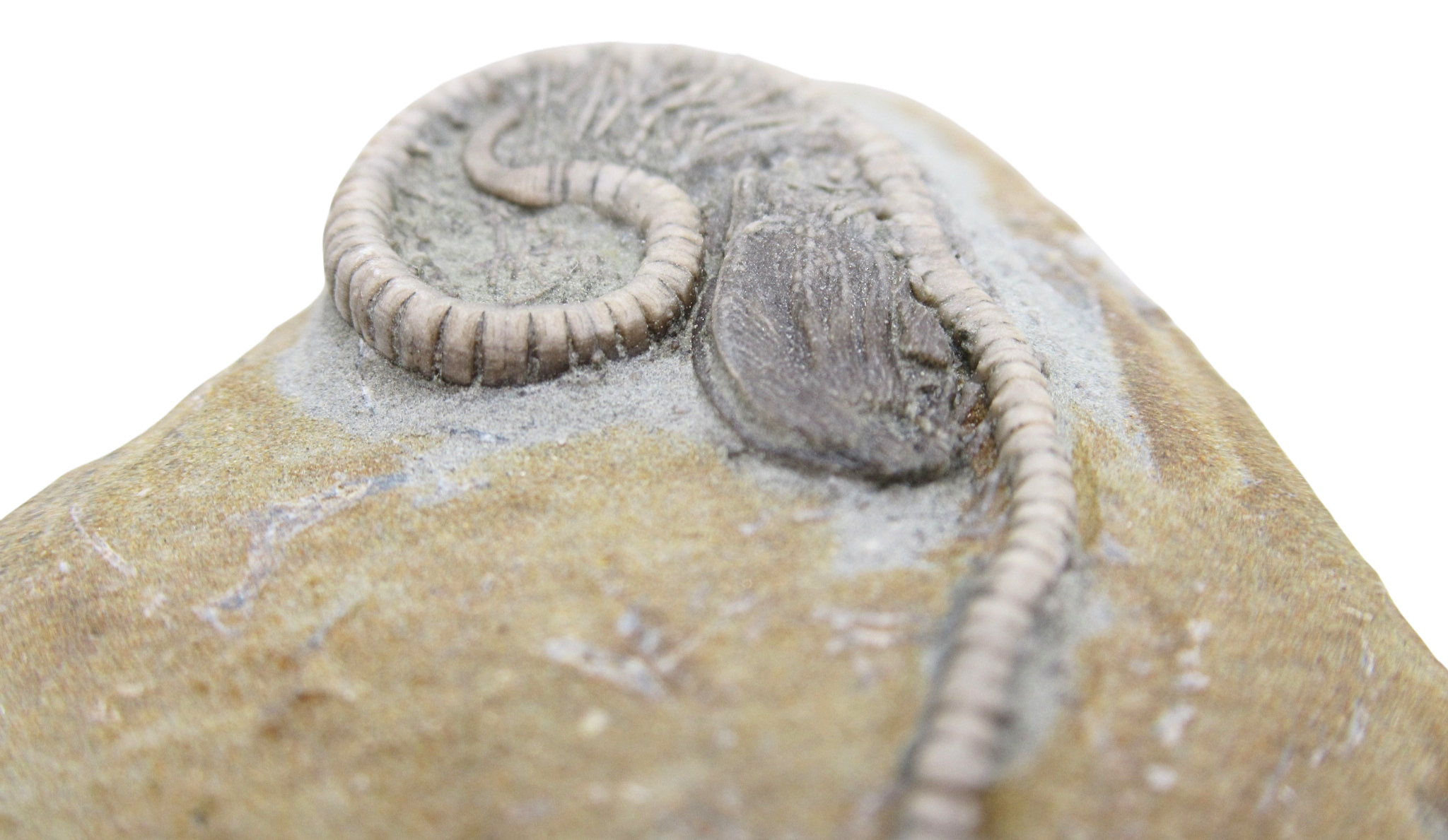 Crawfordsville Crinoid Fossil for Sale from Indiana 204b | Fossils for Sale