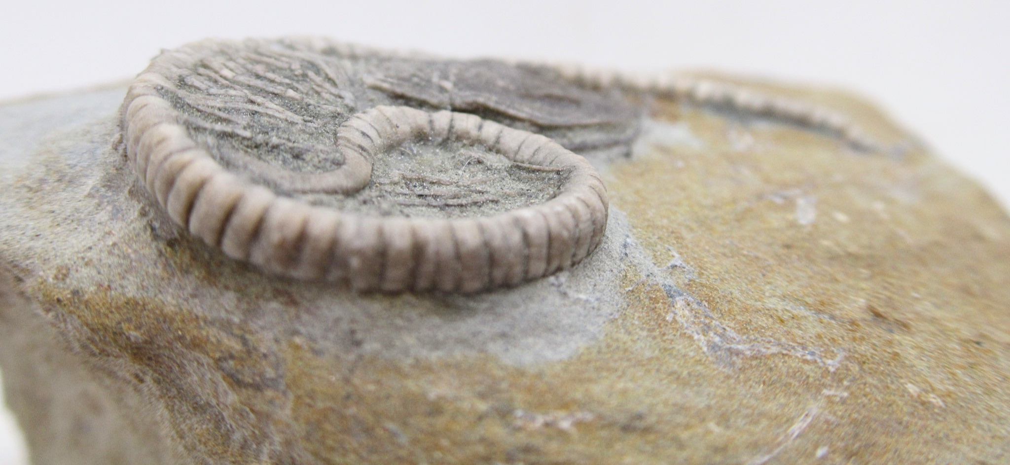 Crawfordsville Crinoid Fossil for Sale from Indiana 204c | Fossils for Sale