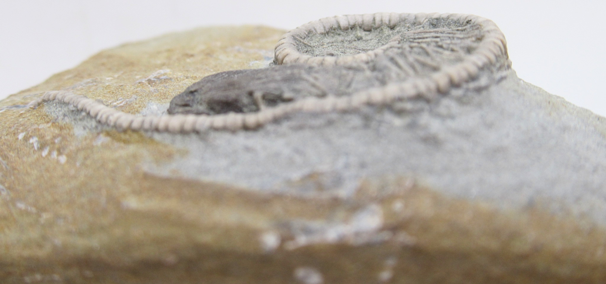 Crawfordsville Crinoid Fossil for Sale from Indiana 204d | Fossils for Sale