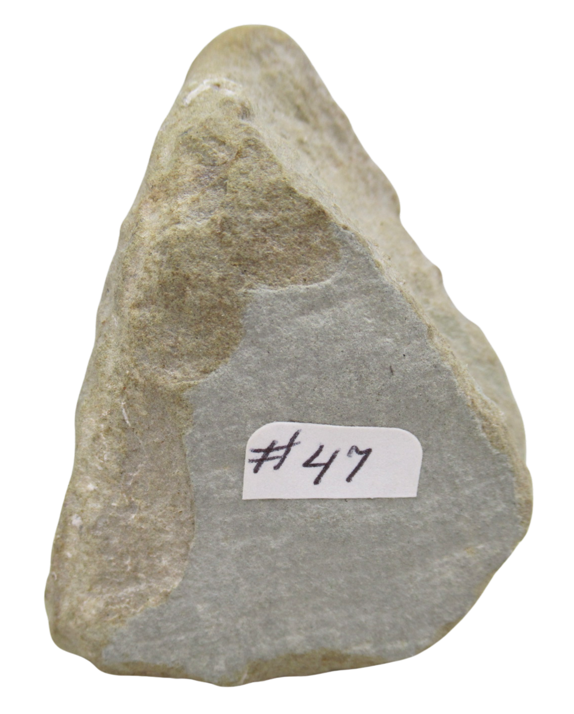 Crawfordsville Crinoid Fossil for Sale from Indiana 204e | Fossils for Sale