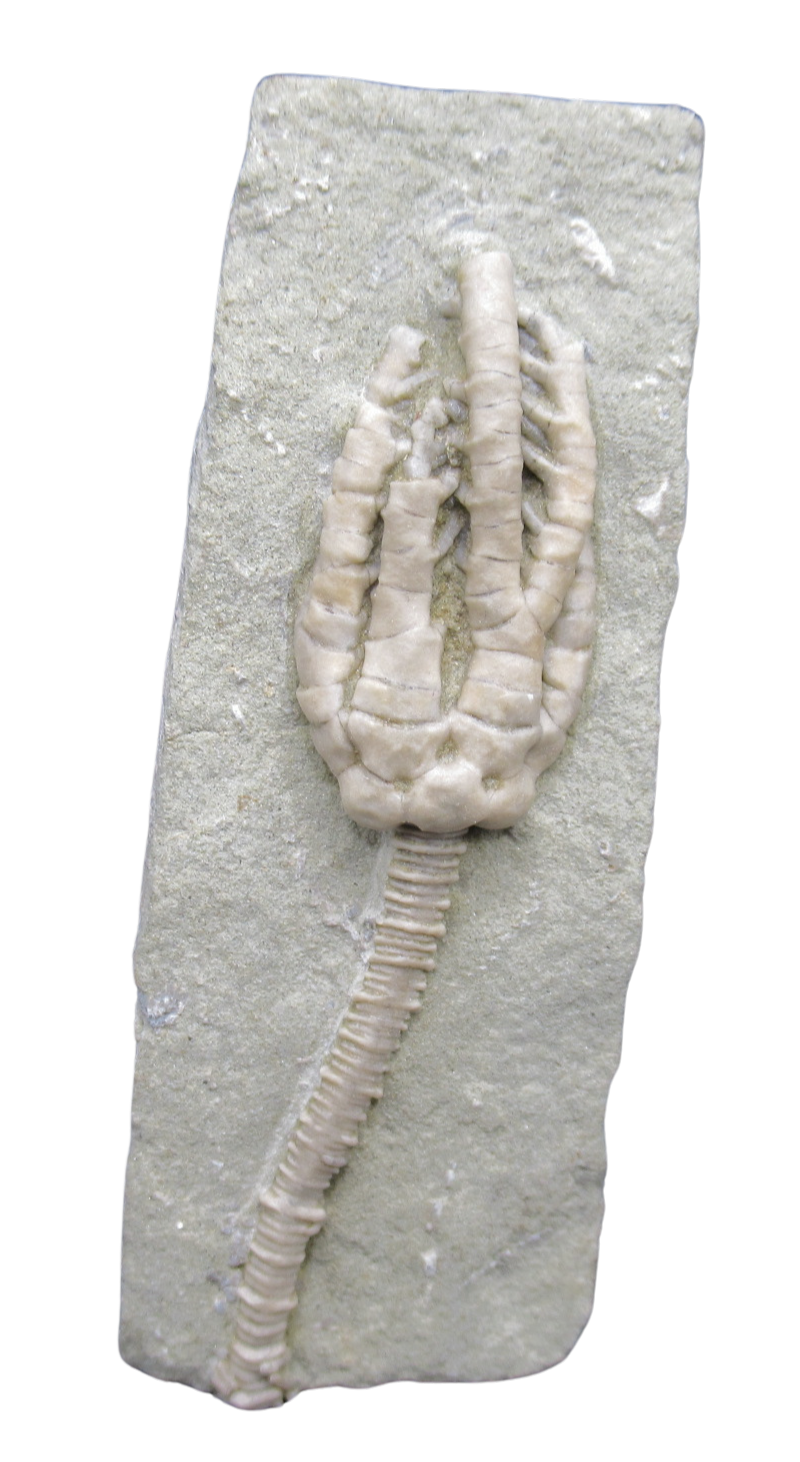 Crawfordsville Crinoid Fossil for Sale from Indiana 206 | Fossils for Sale