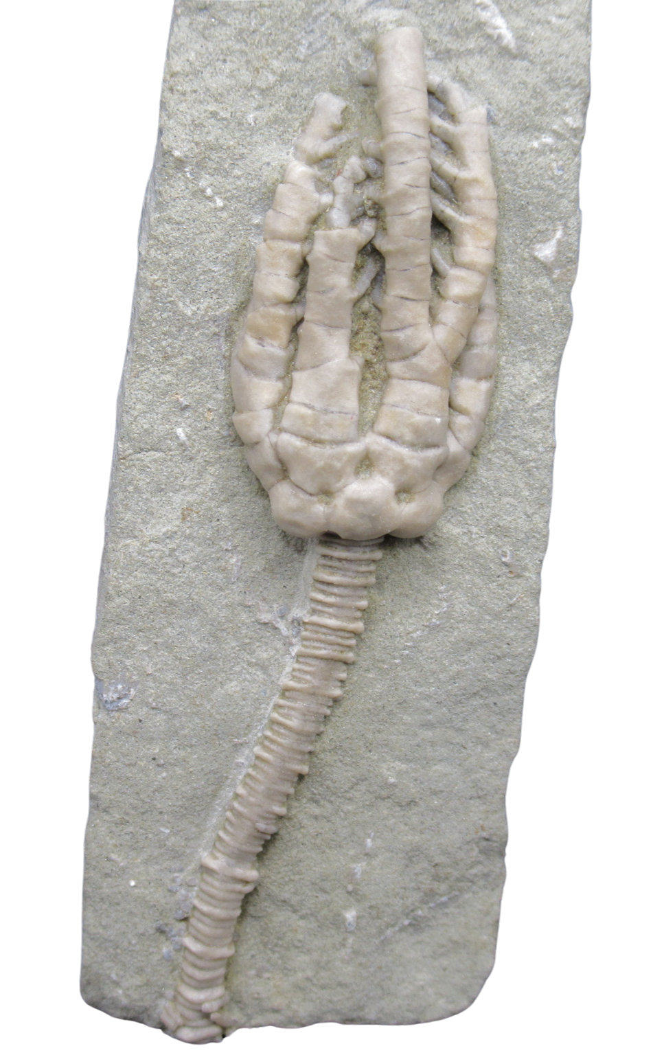 Crawfordsville Crinoid Fossil for Sale from Indiana 206a | Fossils for Sale