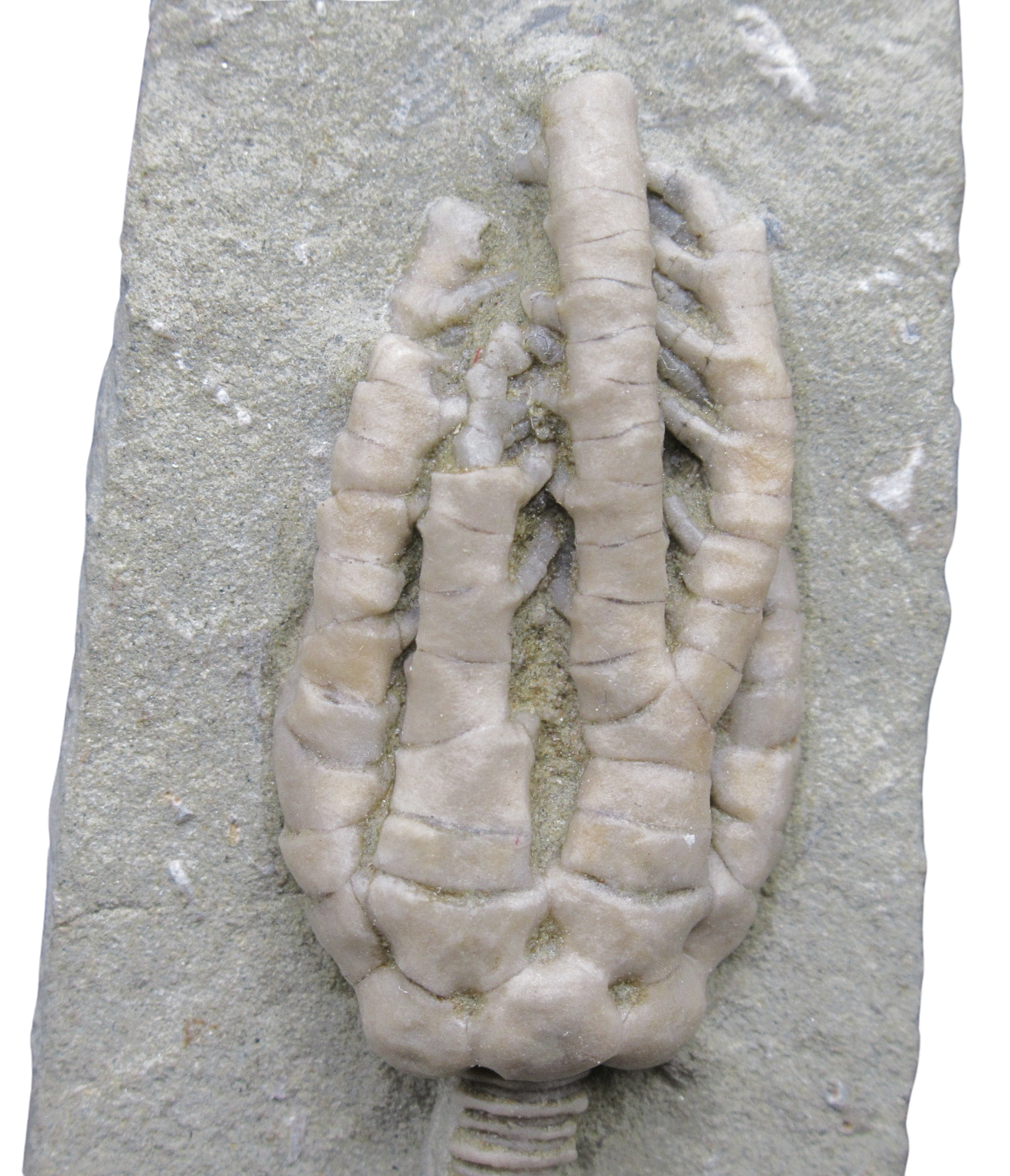 Crawfordsville Crinoid Fossil for Sale from Indiana 206b | Fossils for Sale