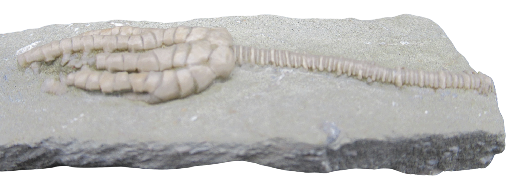 Crawfordsville Crinoid Fossil for Sale from Indiana 206c | Fossils for Sale