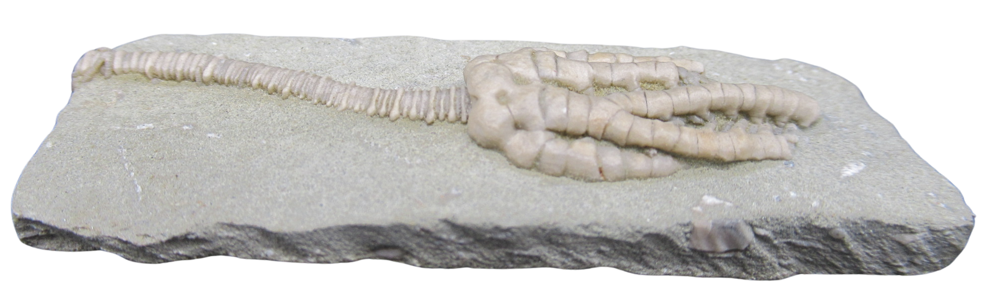 Crawfordsville Crinoid Fossil for Sale from Indiana 206d | Fossils for Sale