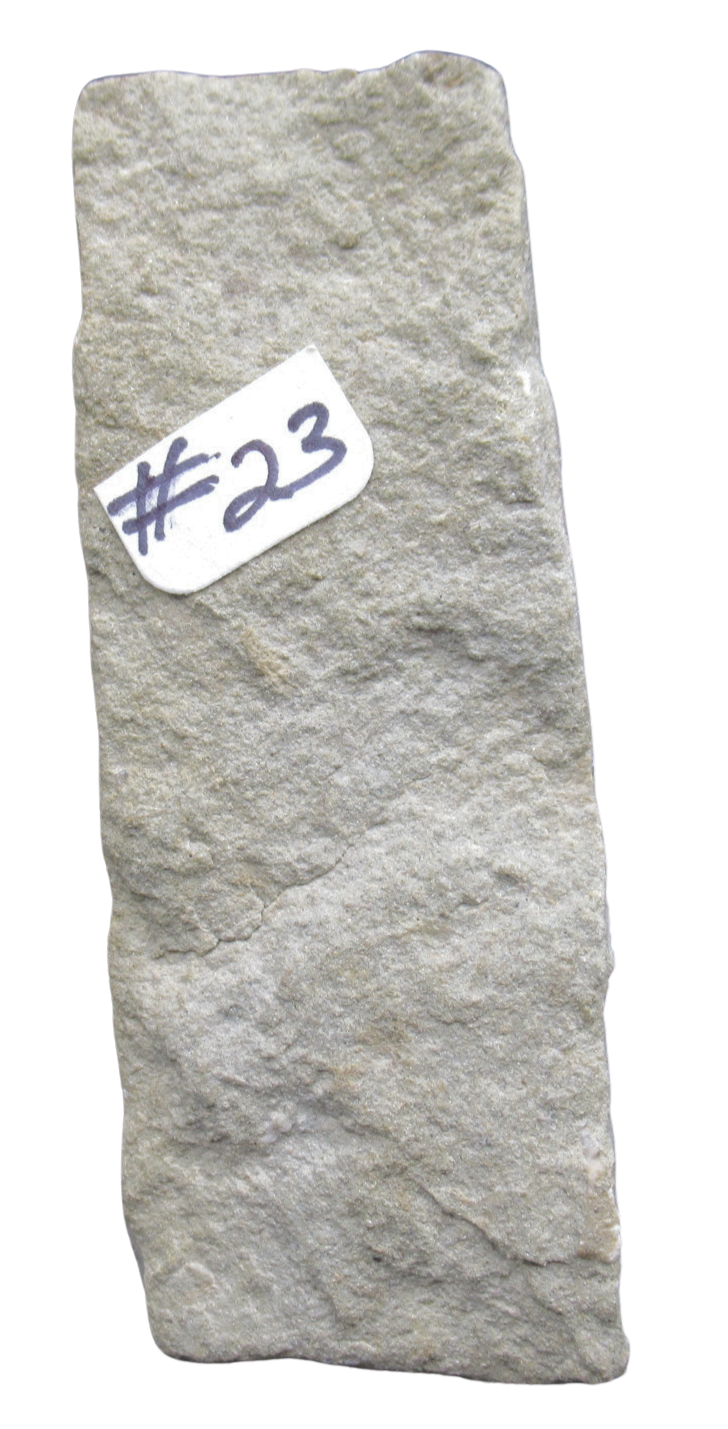 Crawfordsville Crinoid Fossil for Sale from Indiana 206e | Fossils for Sale