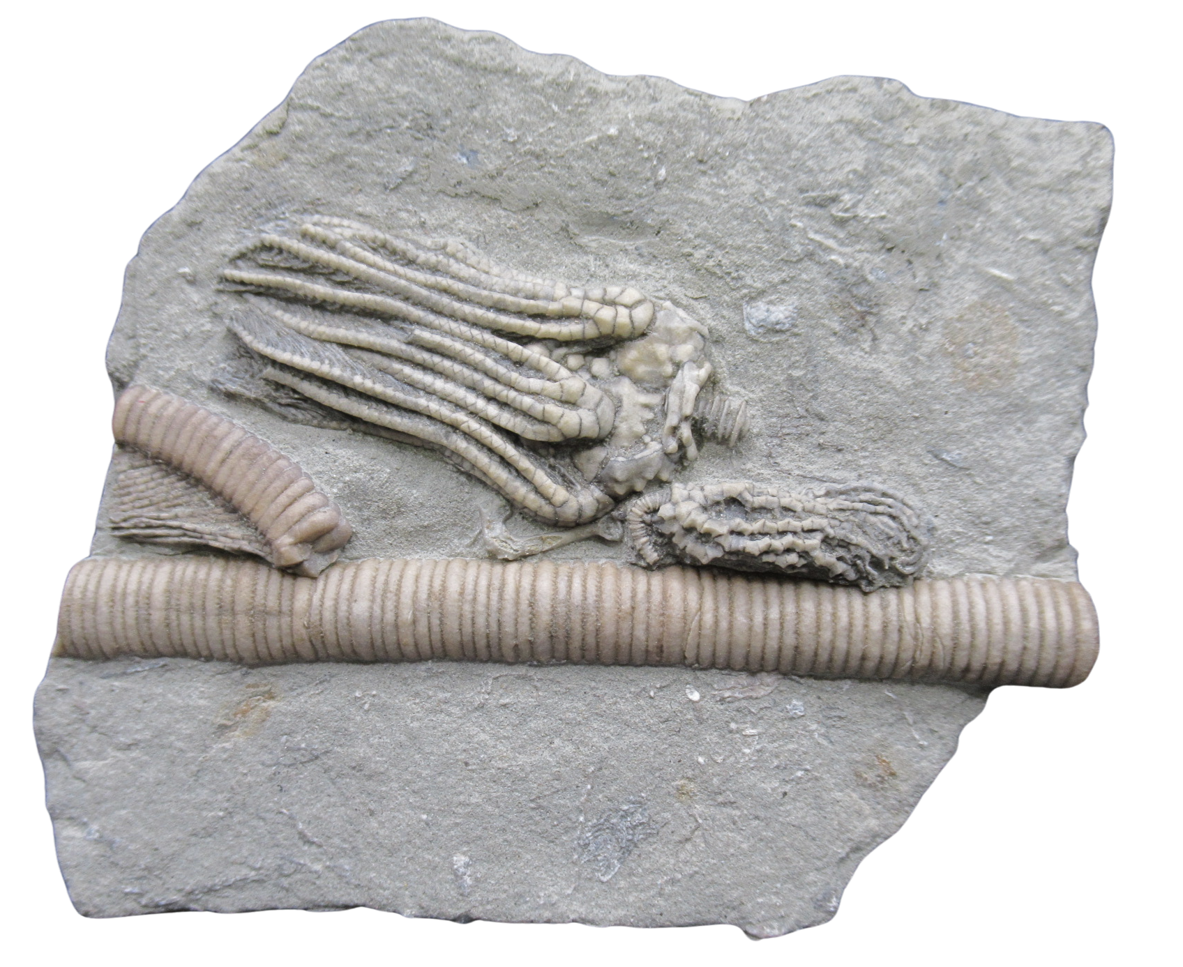 Crawfordsville Crinoid Fossil for Sale from Indiana 208 | Fossils for Sale