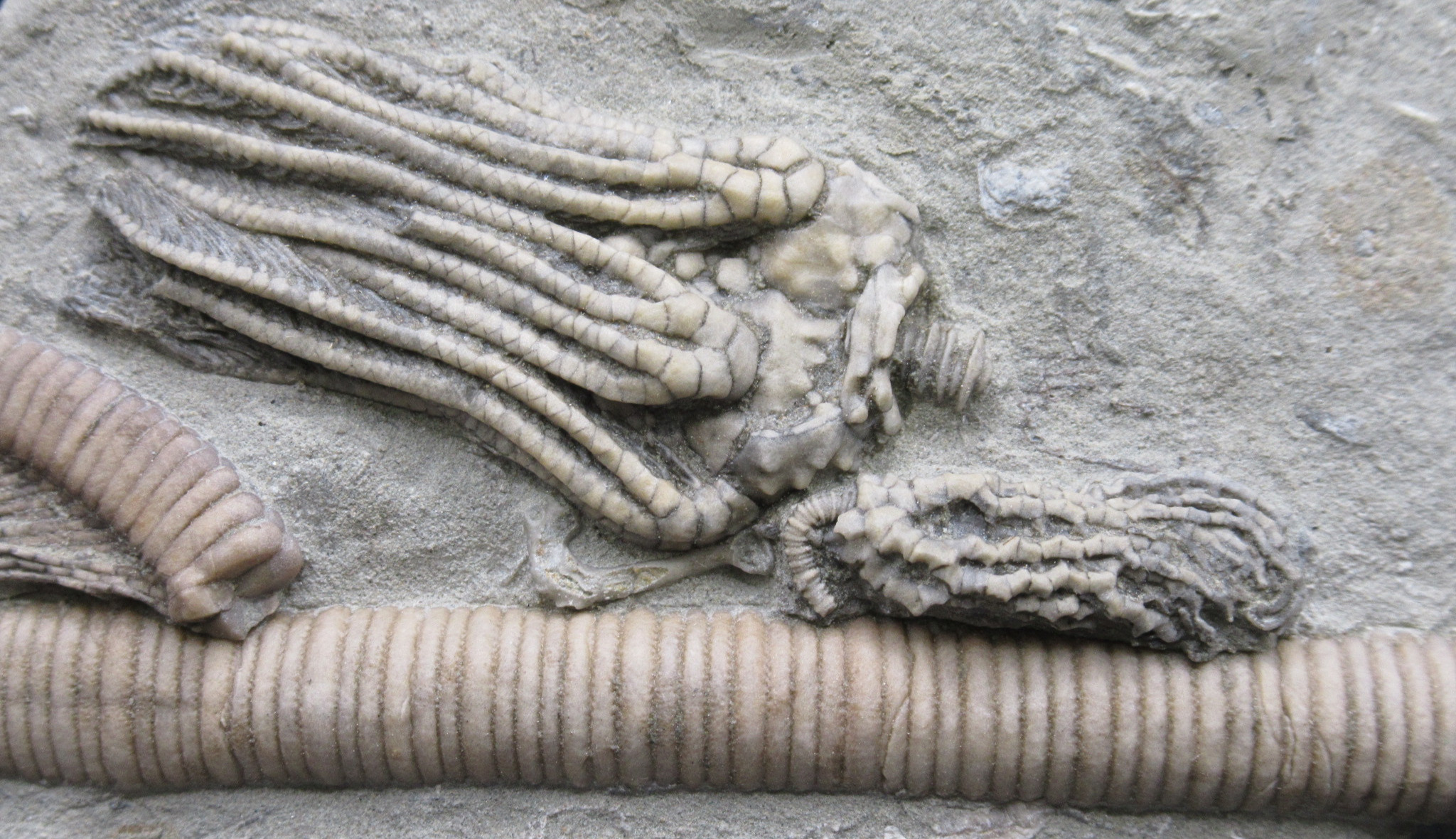 Crawfordsville Crinoid Fossil for Sale from Indiana 208a | Fossils for Sale