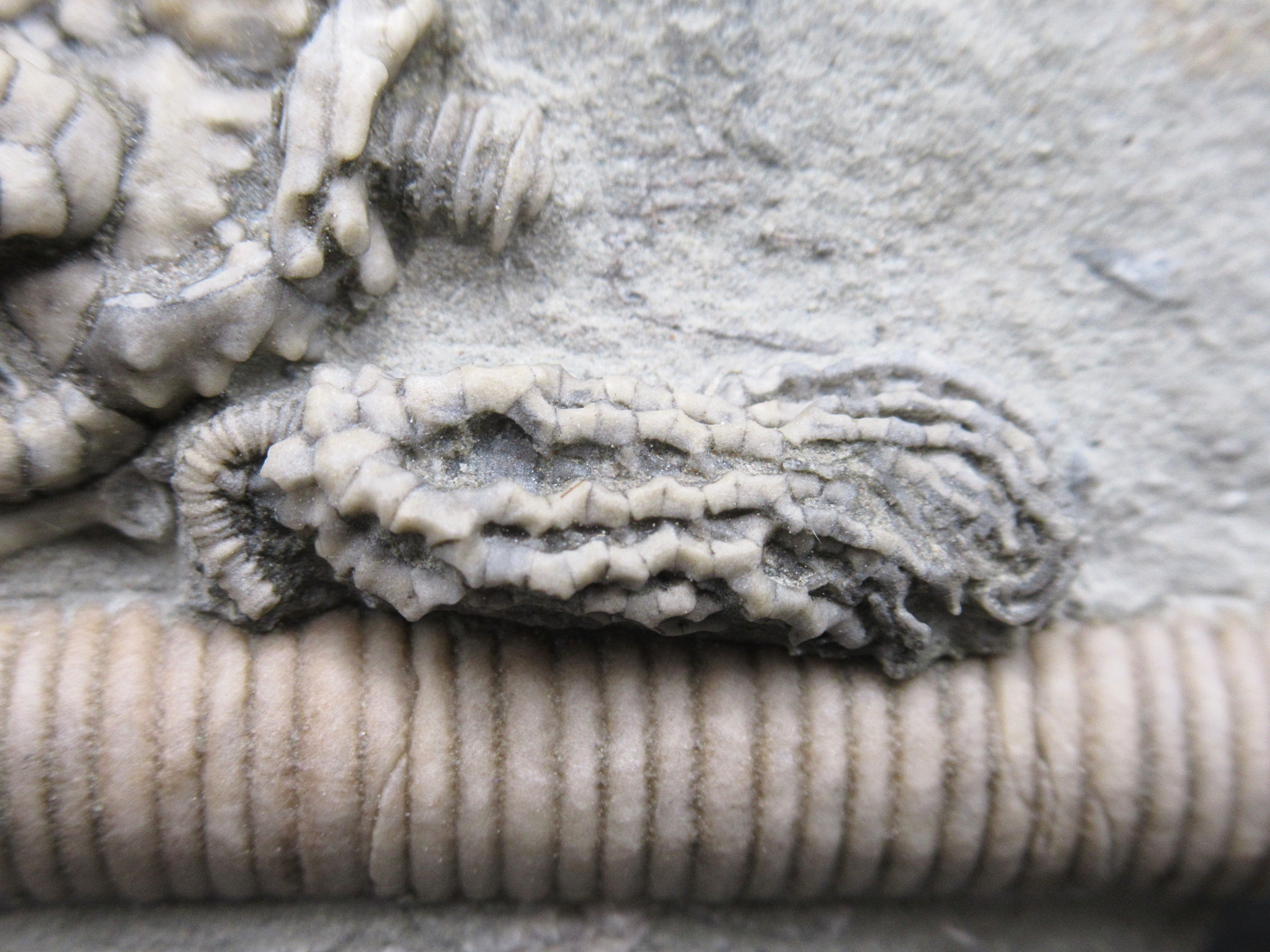 Crawfordsville Crinoid Fossil for Sale from Indiana 208b | Fossils for Sale