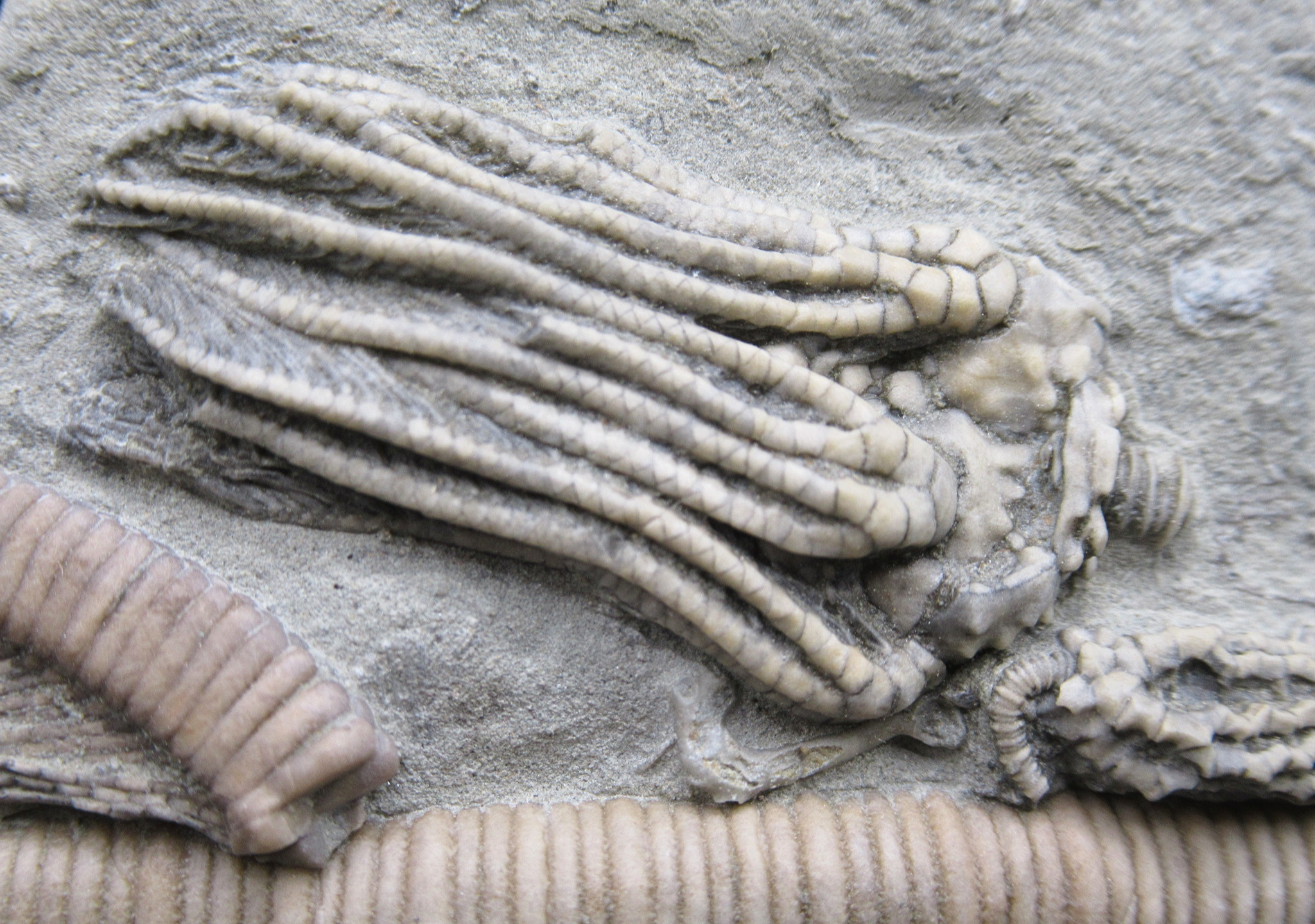 Crawfordsville Crinoid Fossil for Sale from Indiana 208c | Fossils for Sale