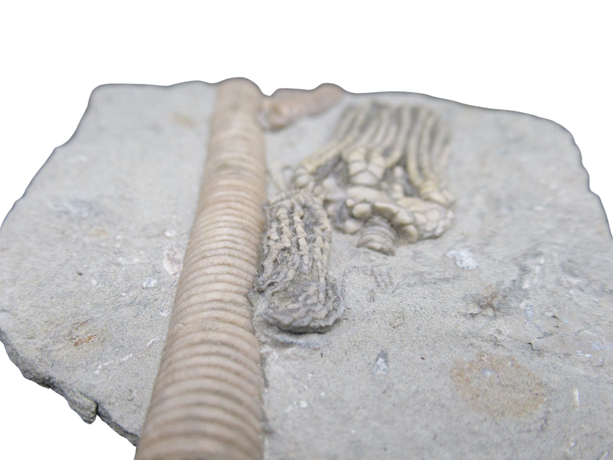 Crawfordsville Crinoid Fossil for Sale from Indiana 208d | Fossils for Sale