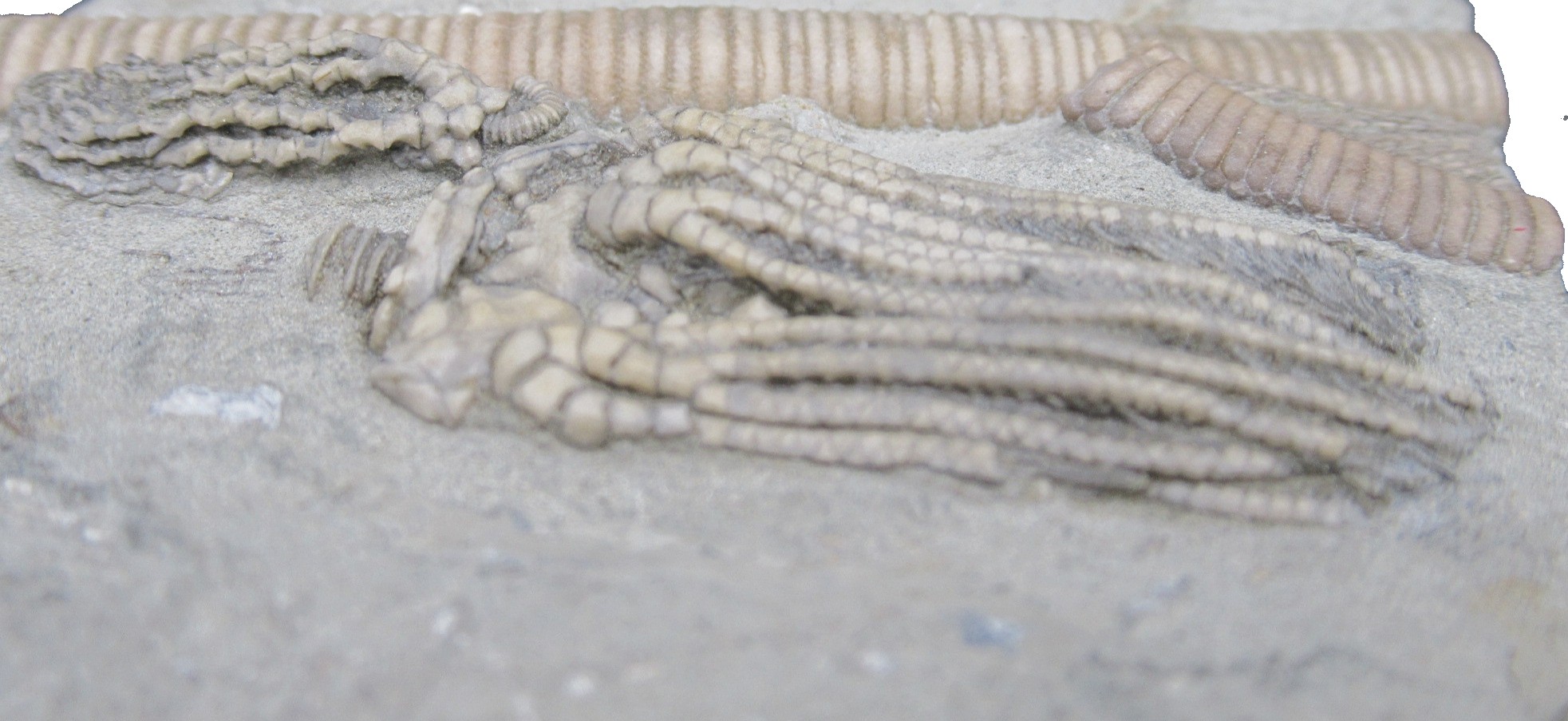 Crawfordsville Crinoid Fossil for Sale from Indiana 208e | Fossils for Sale