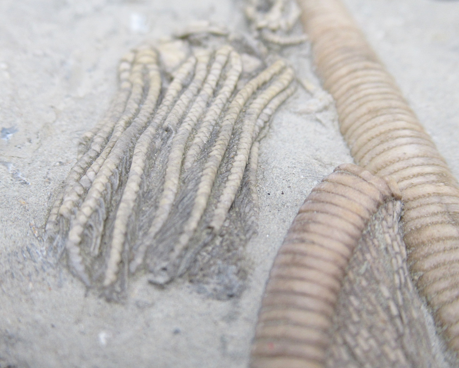 Crawfordsville Crinoid Fossil for Sale from Indiana 208f | Fossils for Sale