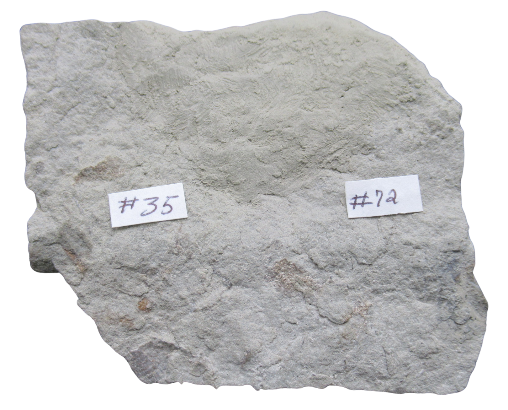 Crawfordsville Crinoid Fossil for Sale from Indiana 208g | Fossils for Sale