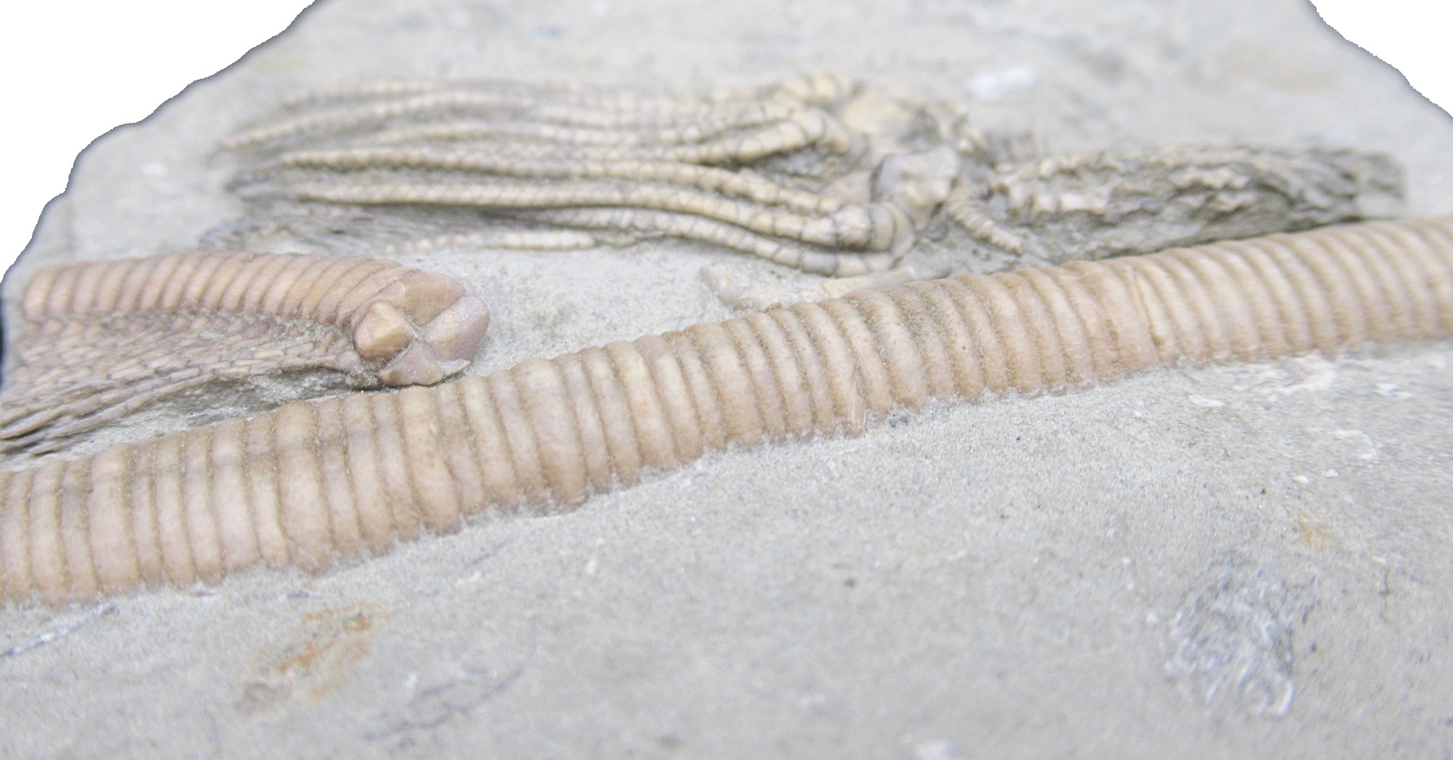 Crawfordsville Crinoid Fossil for Sale from Indiana 208h | Fossils for Sale