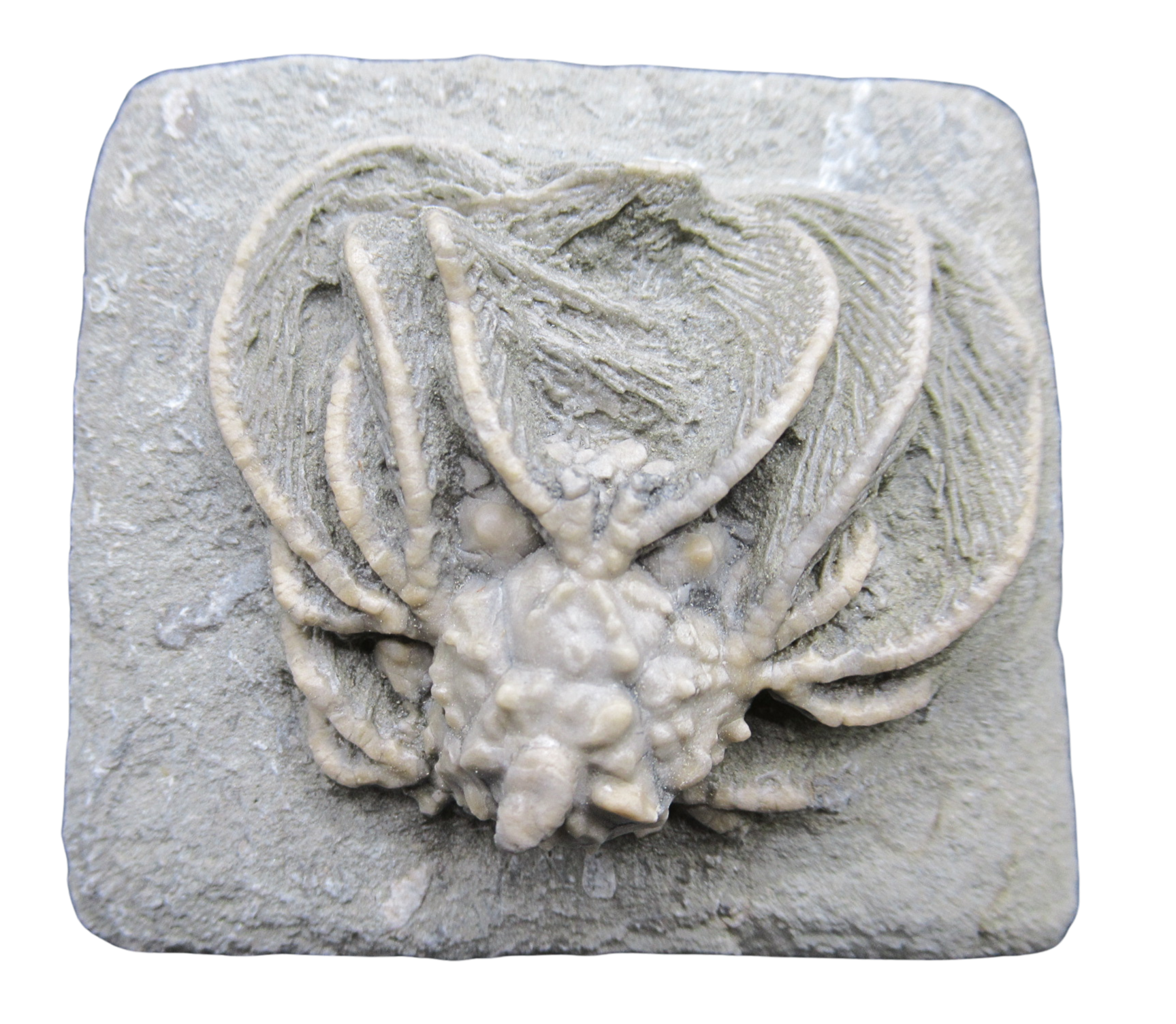 Crawfordsville Crinoid Fossil for Sale from Indiana 211 | Fossils for Sale