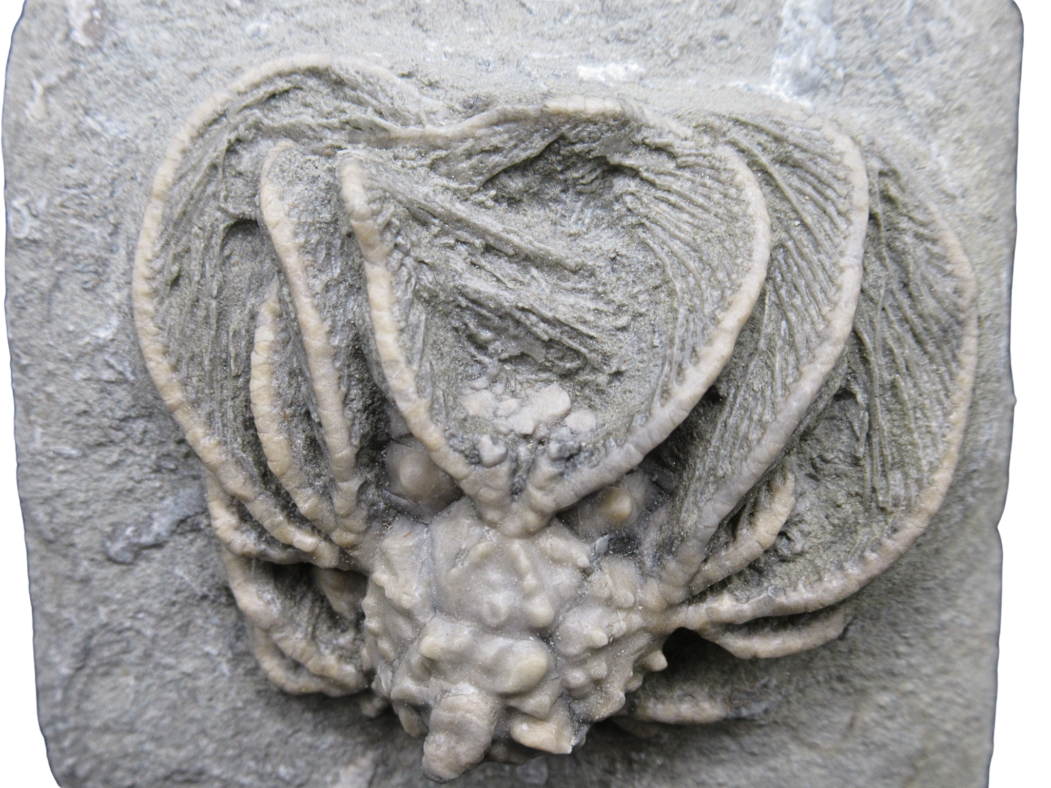 Crawfordsville Crinoid Fossil for Sale from Indiana 211a | Fossils for Sale