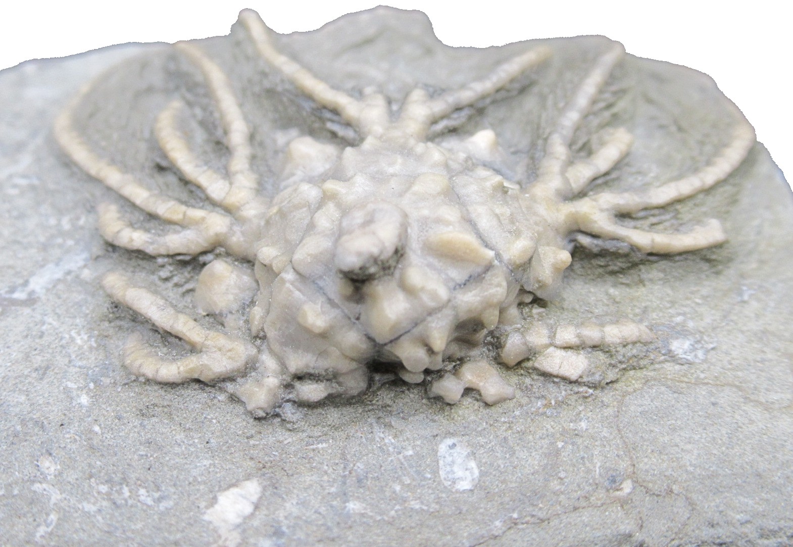 Crawfordsville Crinoid Fossil for Sale from Indiana 211b | Fossils for Sale