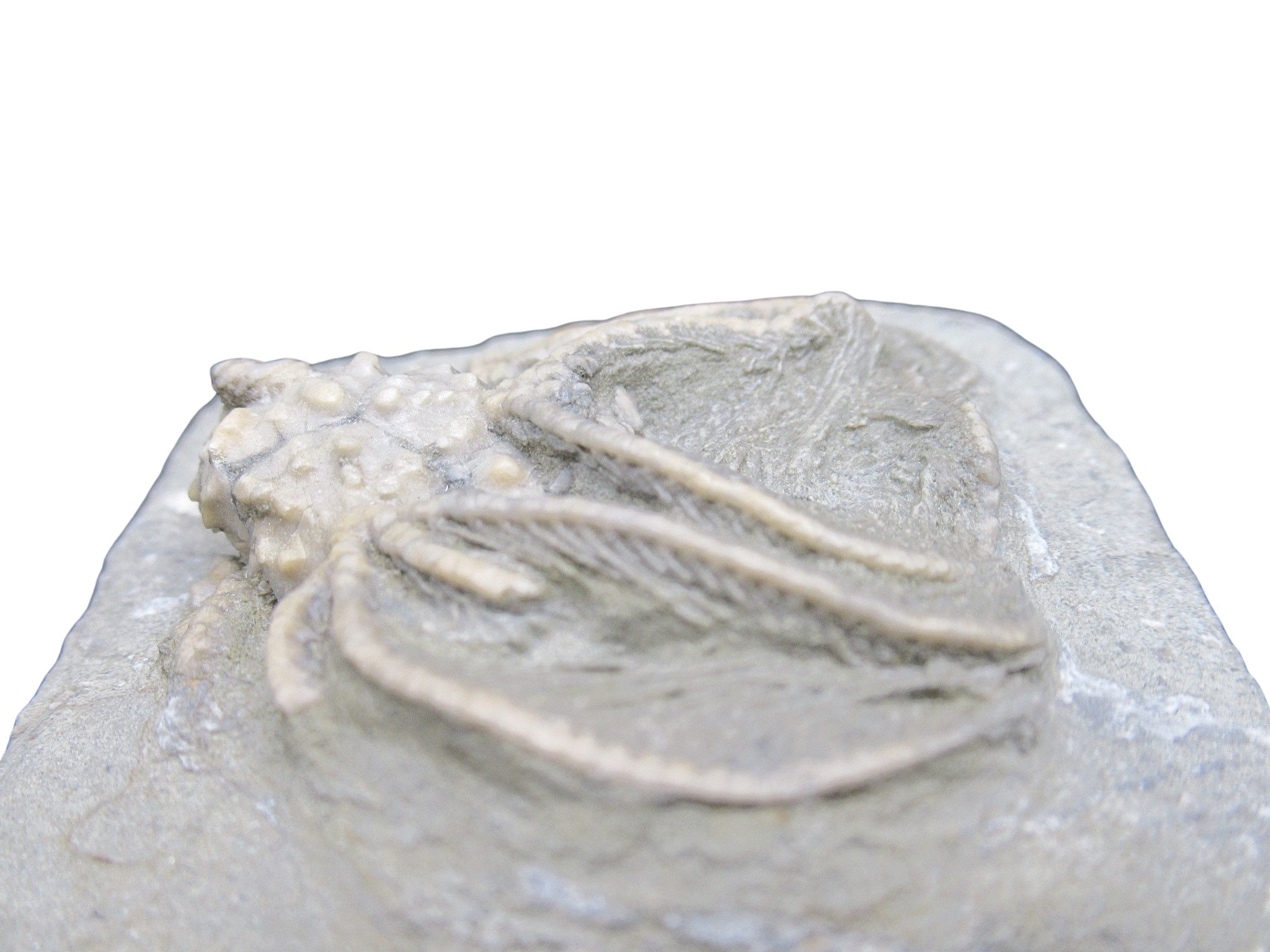 Crawfordsville Crinoid Fossil for Sale from Indiana 211c | Fossils for Sale