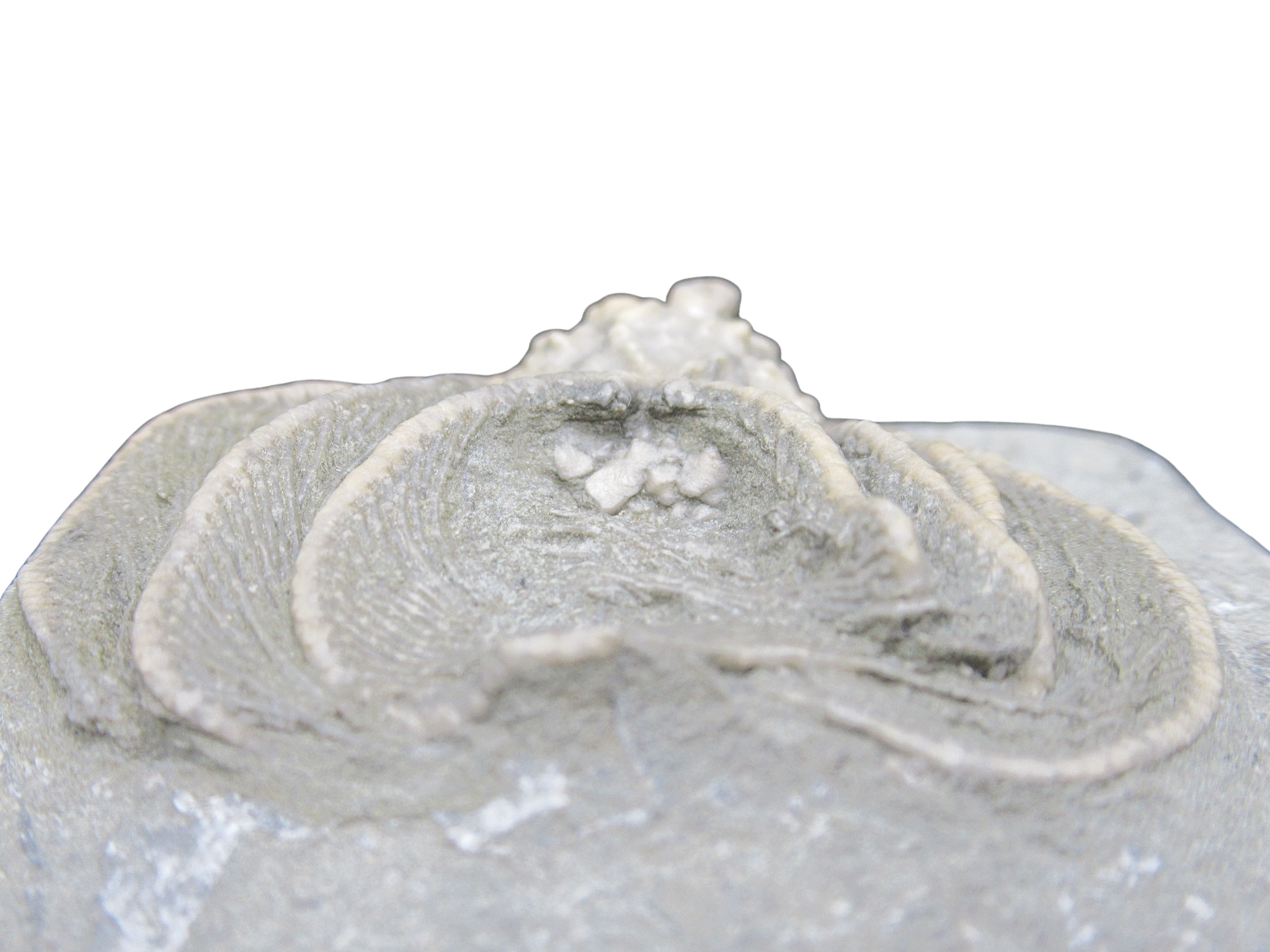 Crawfordsville Crinoid Fossil for Sale from Indiana 211d | Fossils for Sale