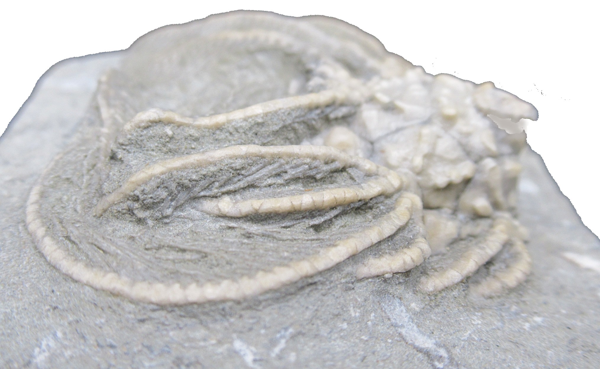 Crawfordsville Crinoid Fossil for Sale from Indiana 211e | Fossils for Sale