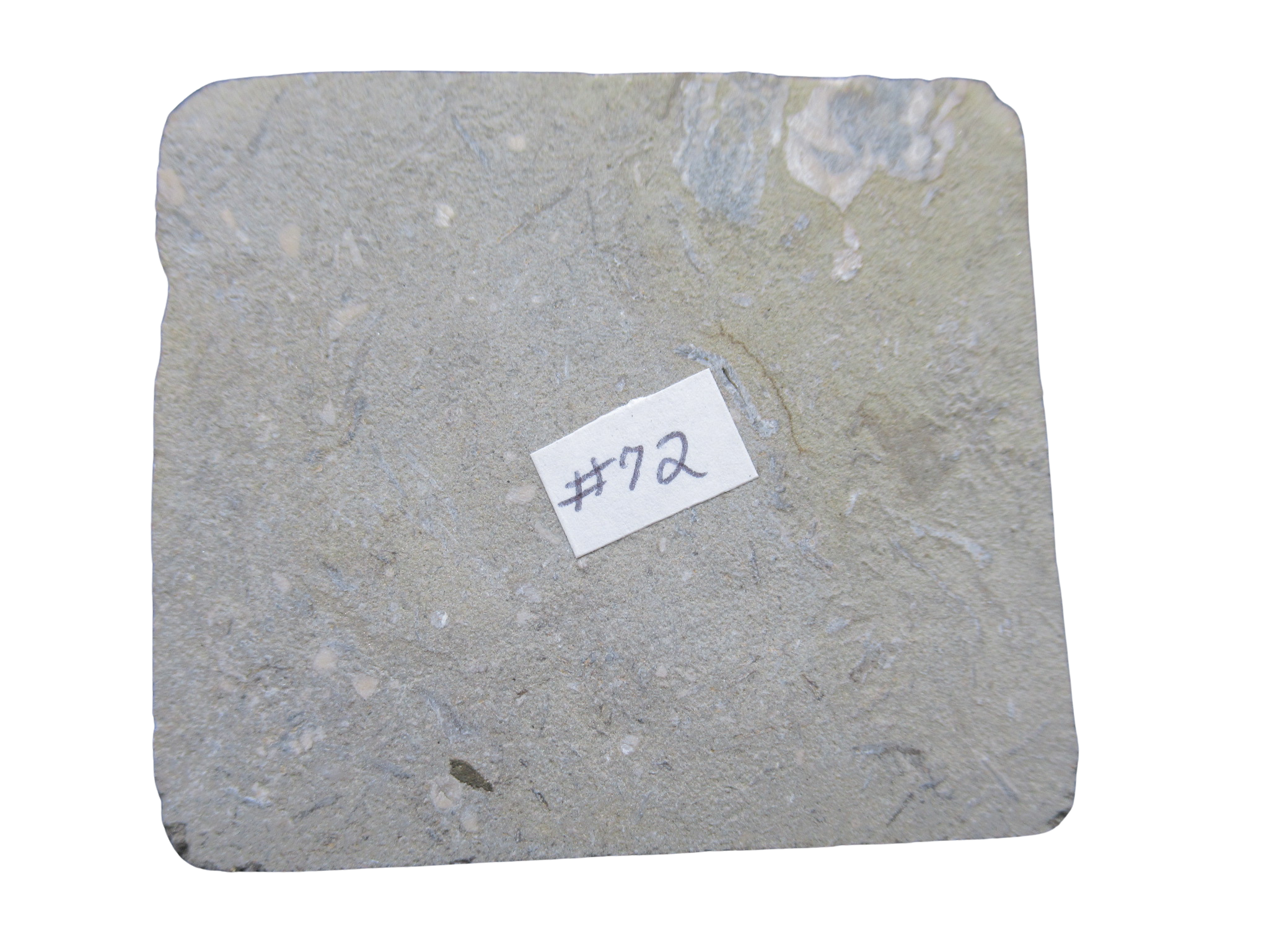 Crawfordsville Crinoid Fossil for Sale from Indiana 211f | Fossils for Sale