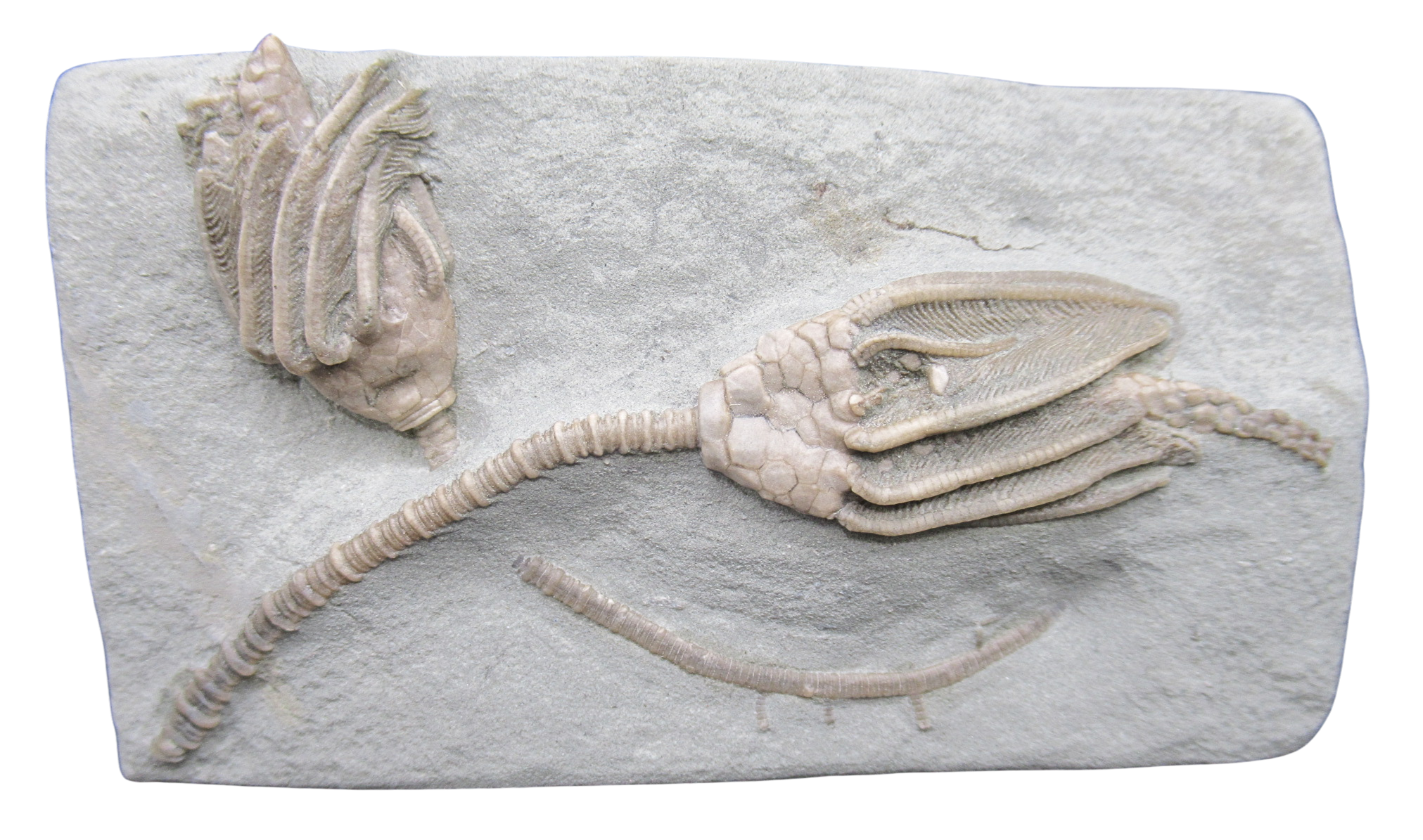 Crawfordsville Crinoid Fossil for Sale from Indiana 212 | Fossils for Sale