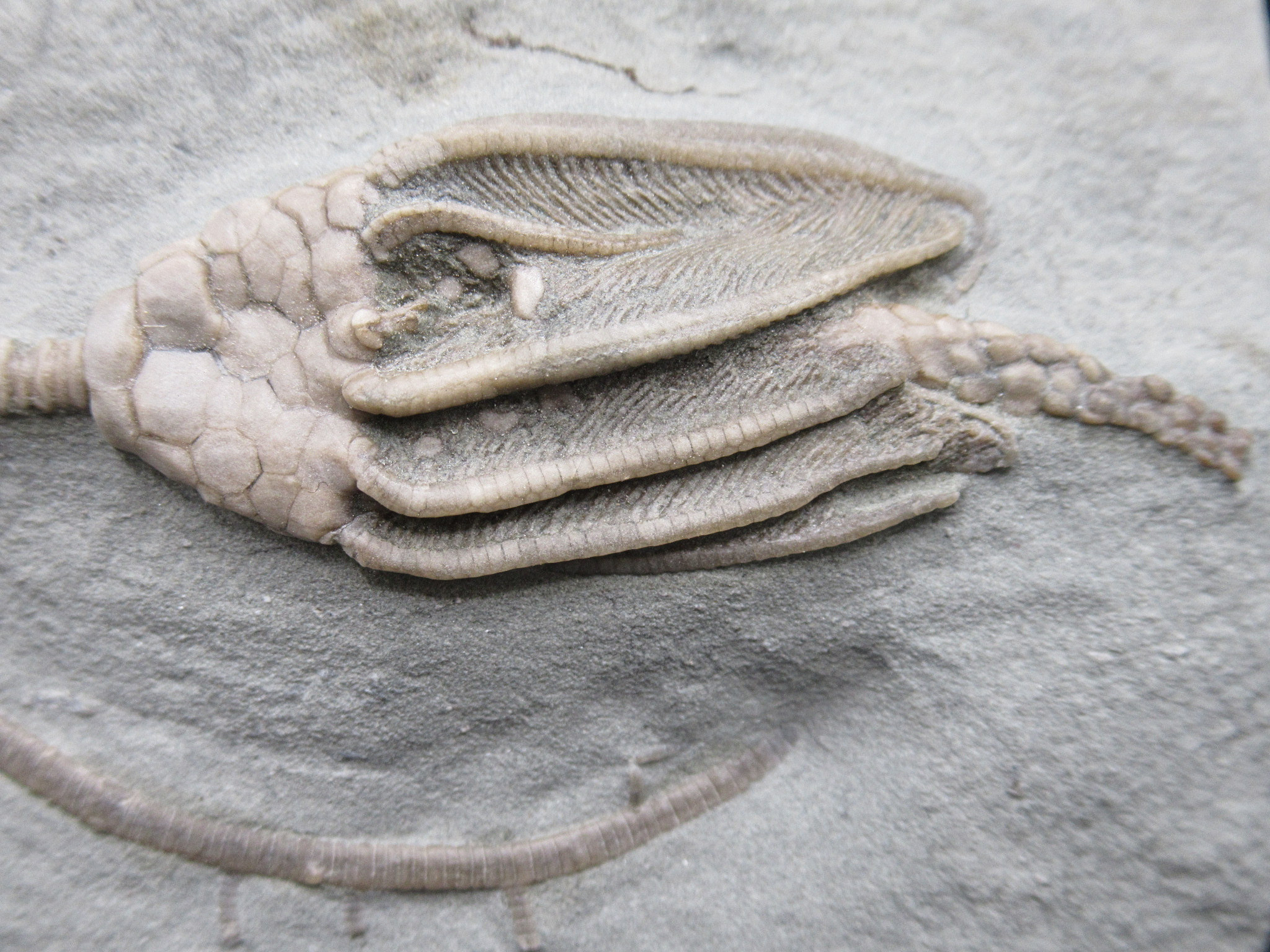 Crawfordsville Crinoid Fossil for Sale from Indiana 212a | Fossils for Sale