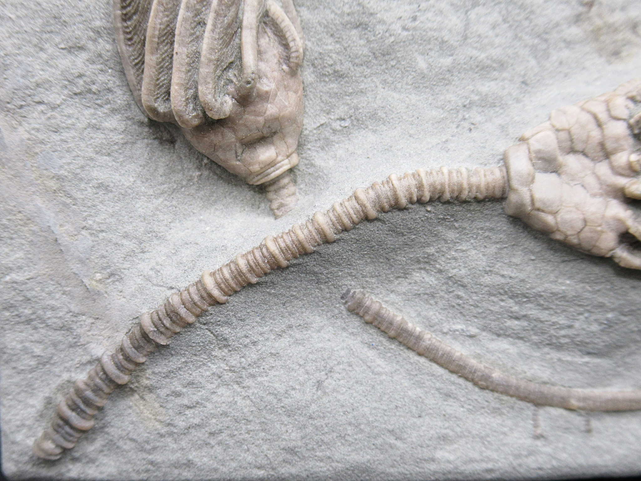 Crawfordsville Crinoid Fossil for Sale from Indiana 212b | Fossils for Sale