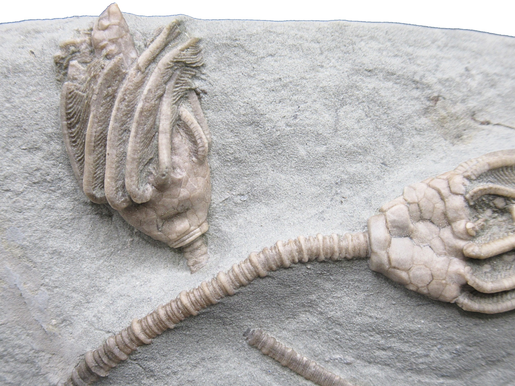 Crawfordsville Crinoid Fossil for Sale from Indiana 212c | Fossils for Sale