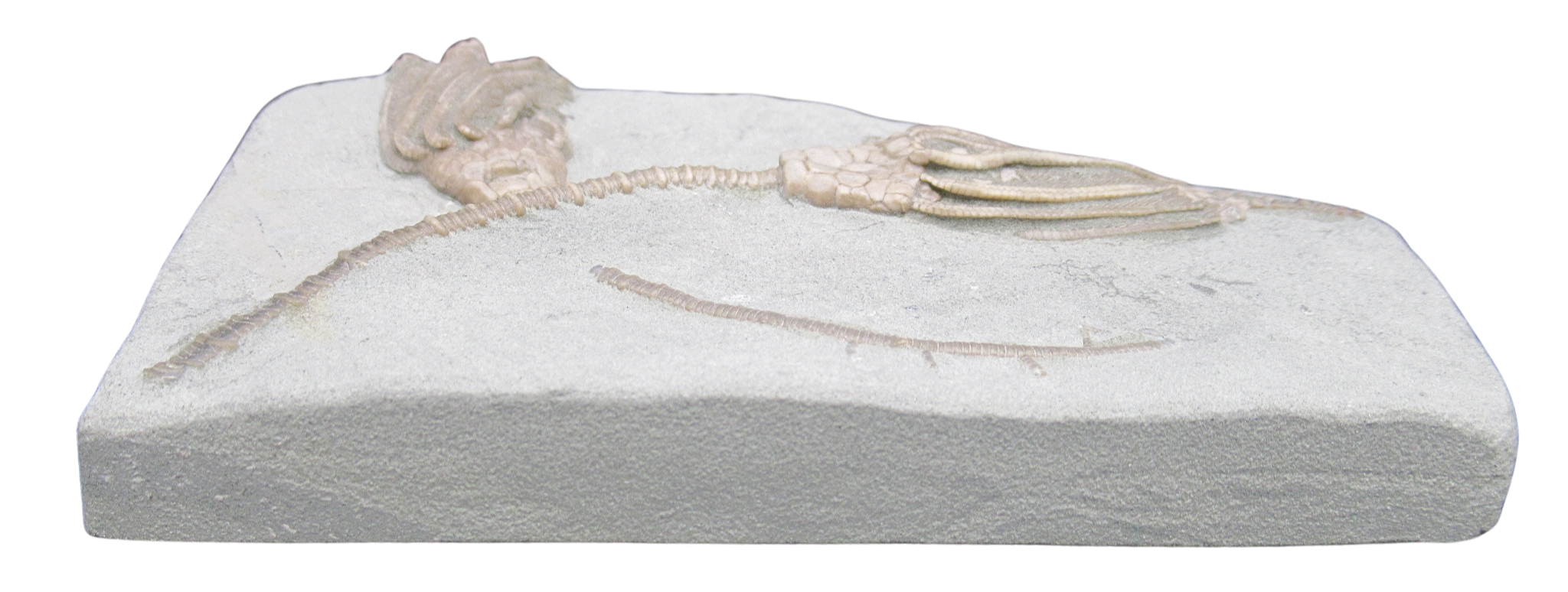 Crawfordsville Crinoid Fossil for Sale from Indiana 212d | Fossils for Sale