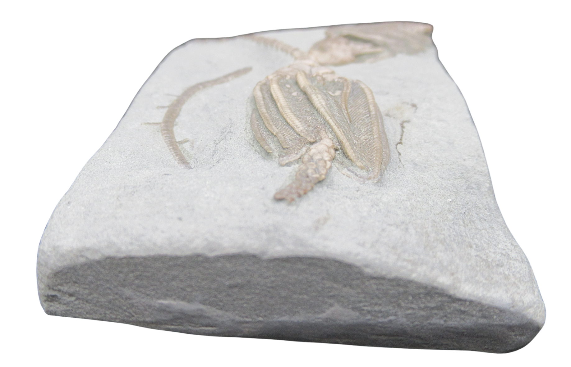 Crawfordsville Crinoid Fossil for Sale from Indiana 212e | Fossils for Sale