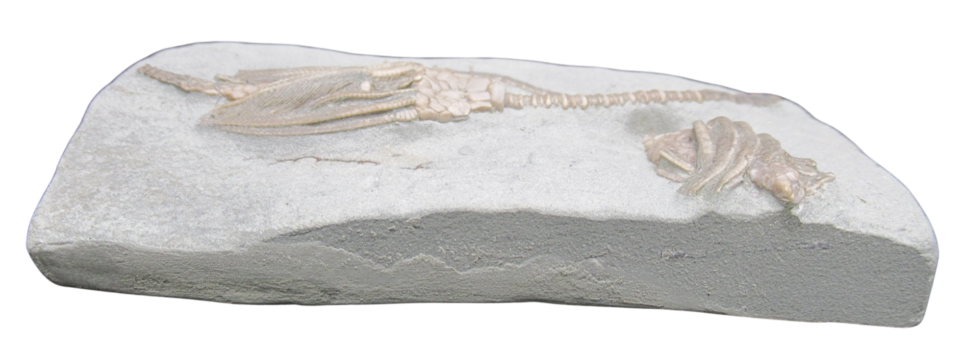 Crawfordsville Crinoid Fossil for Sale from Indiana 212f | Fossils for Sale