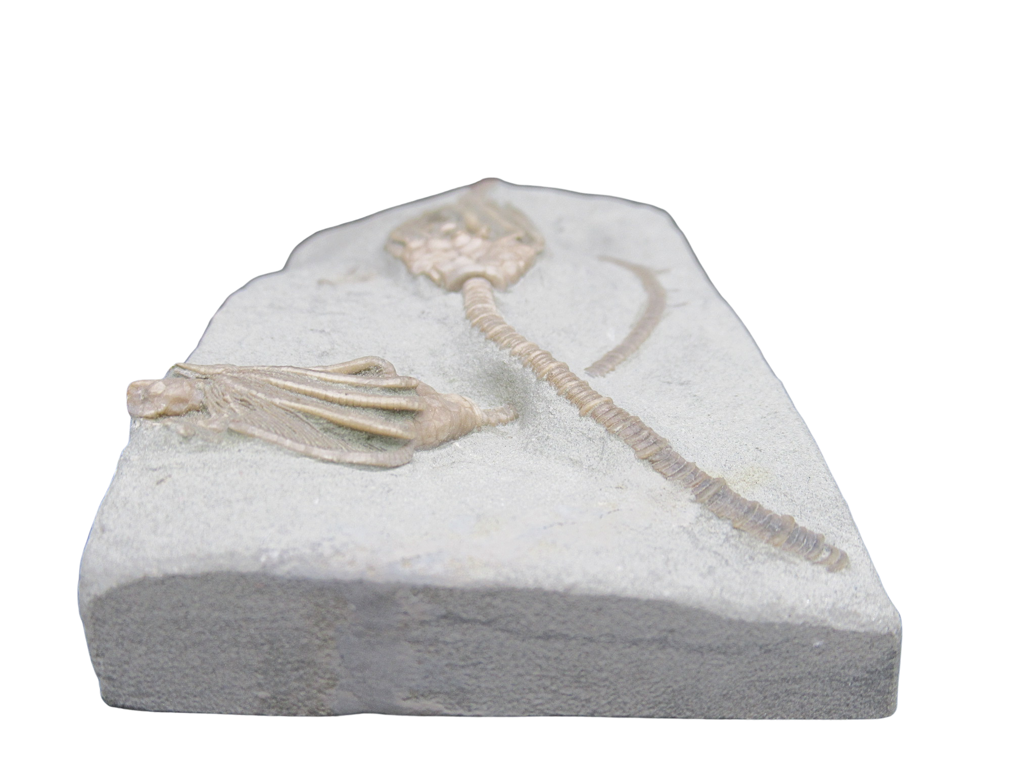 Crawfordsville Crinoid Fossil for Sale from Indiana 212g | Fossils for Sale